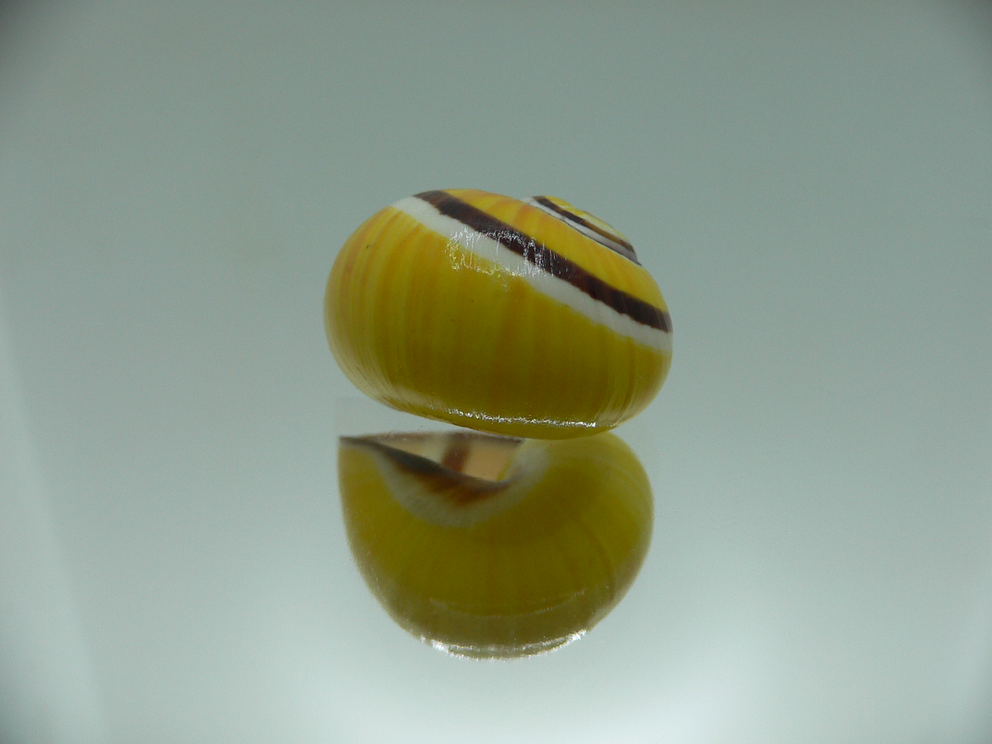 Polymita picta picta YELLOW & STRIPES