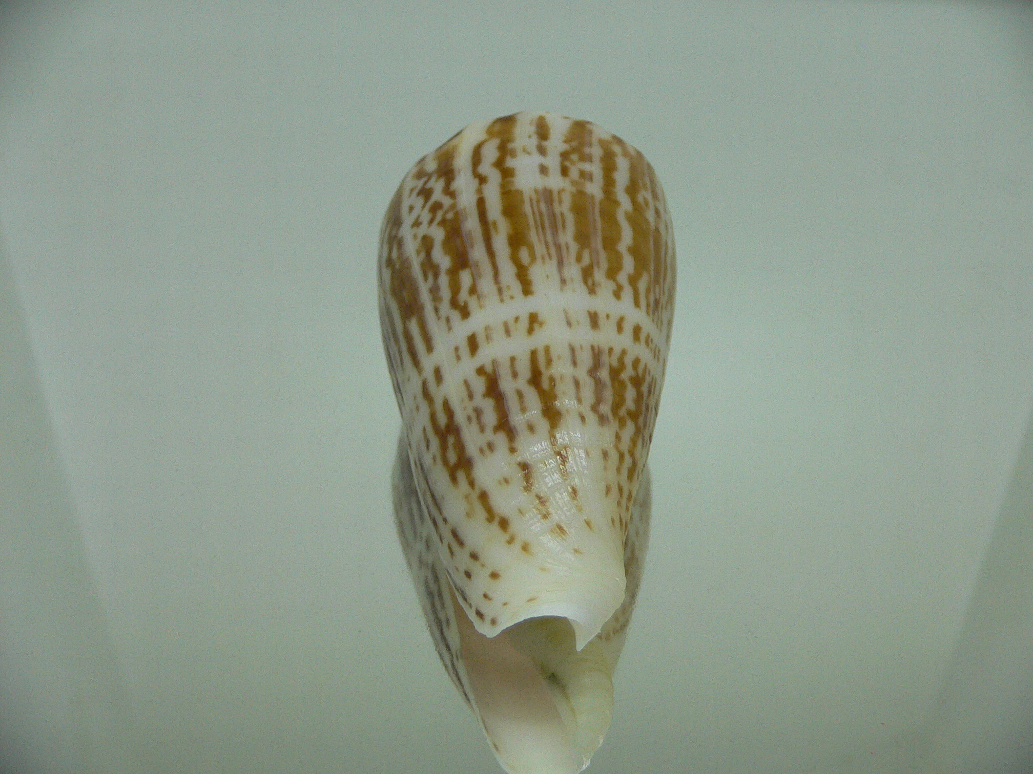 Conus inscriptus inscriptus GIANT