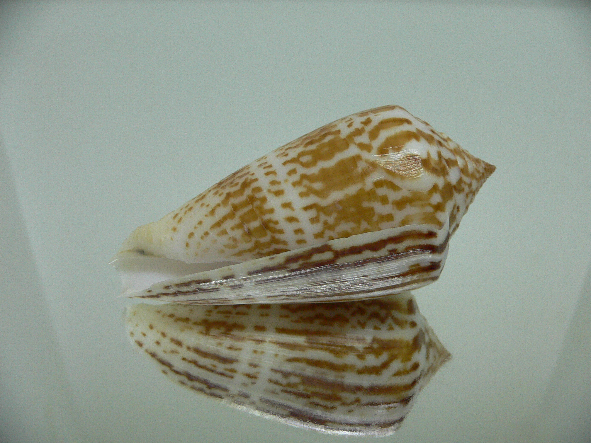 Conus inscriptus inscriptus GIANT