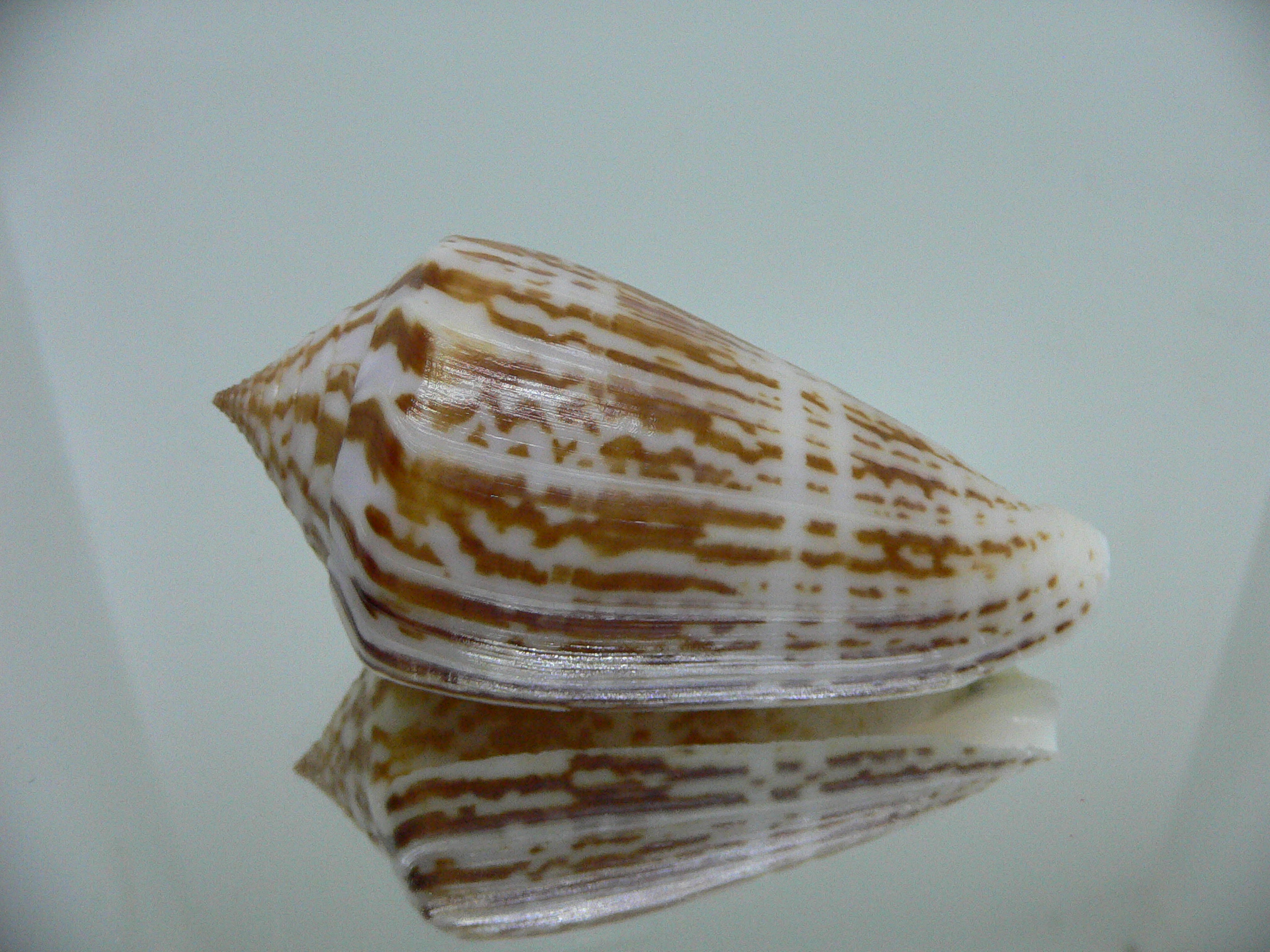 Conus inscriptus inscriptus GIANT
