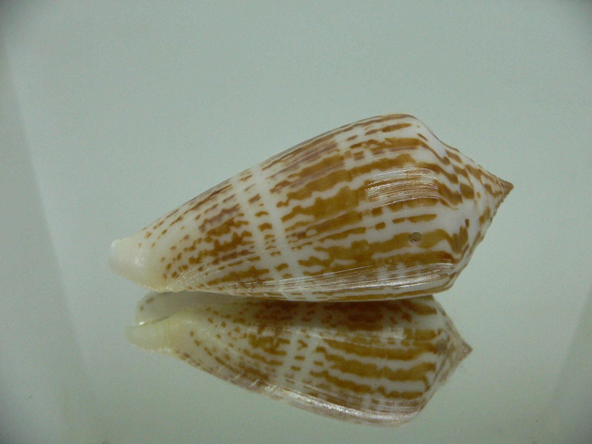Conus inscriptus inscriptus GIANT