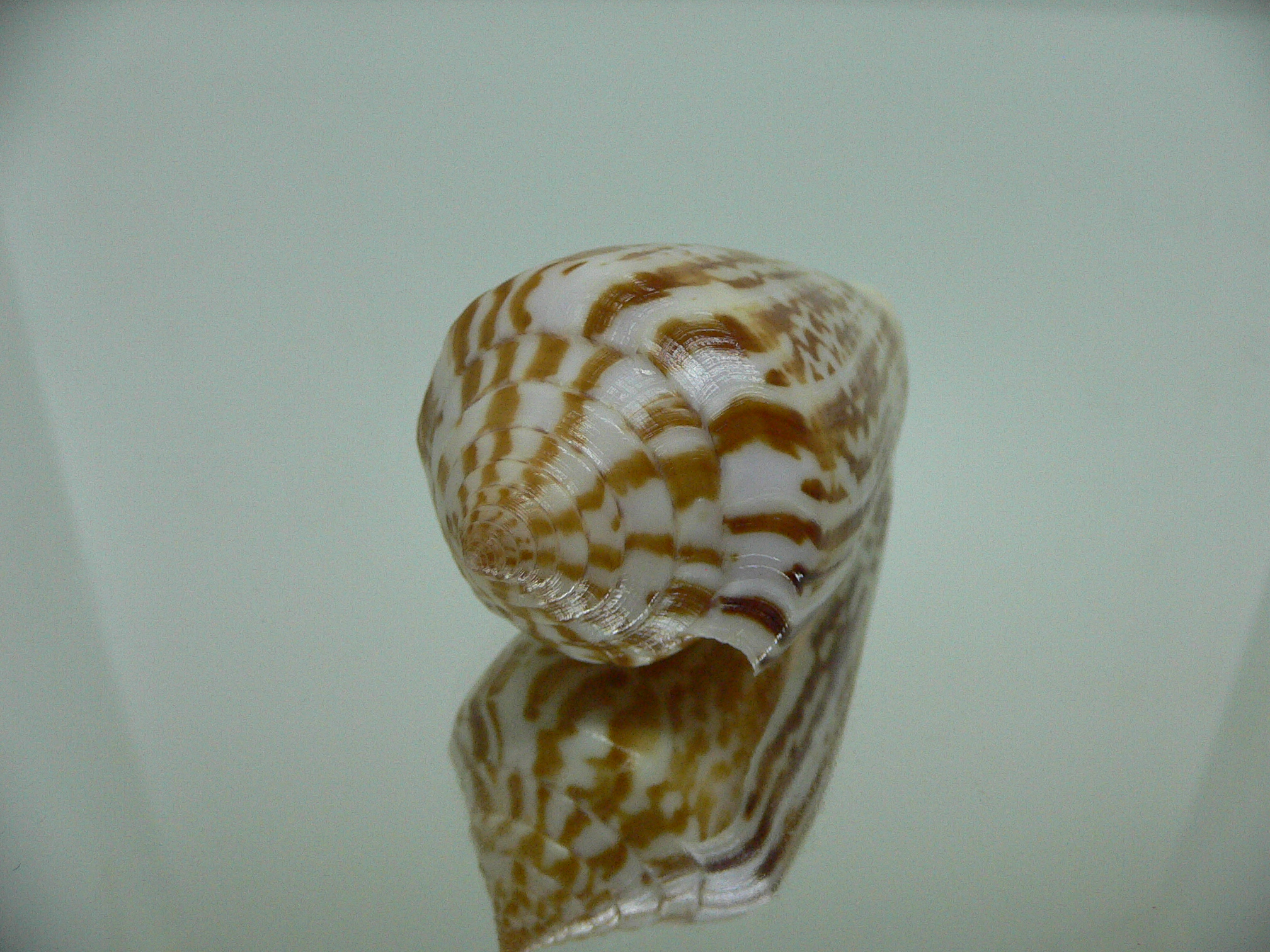 Conus inscriptus inscriptus GIANT