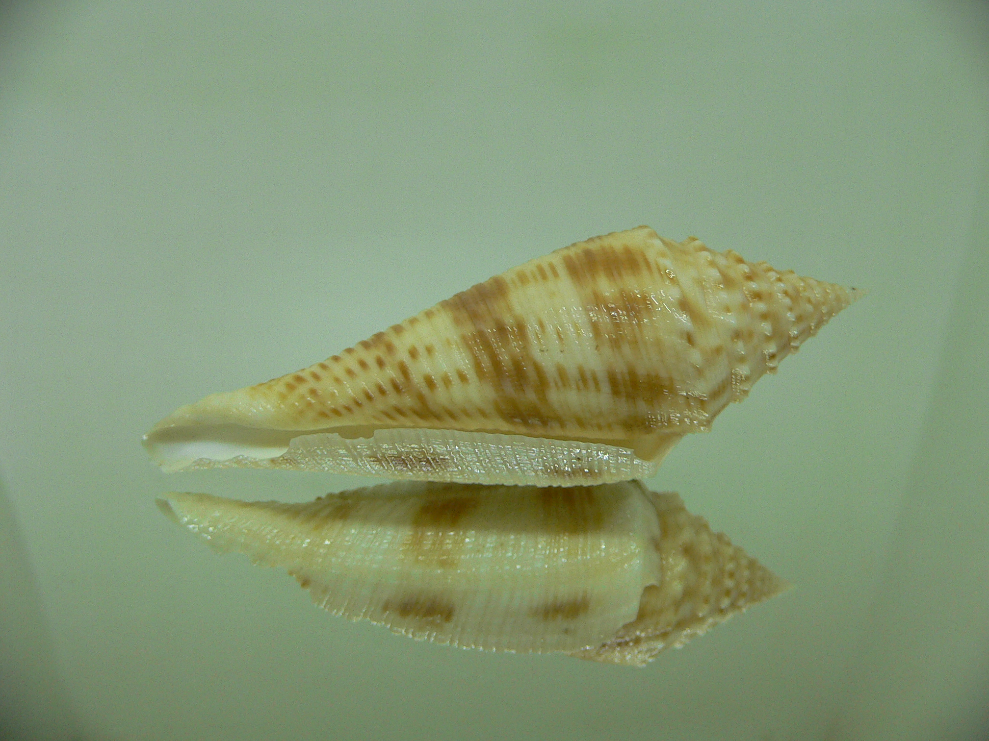 Conus orbignyi BIG