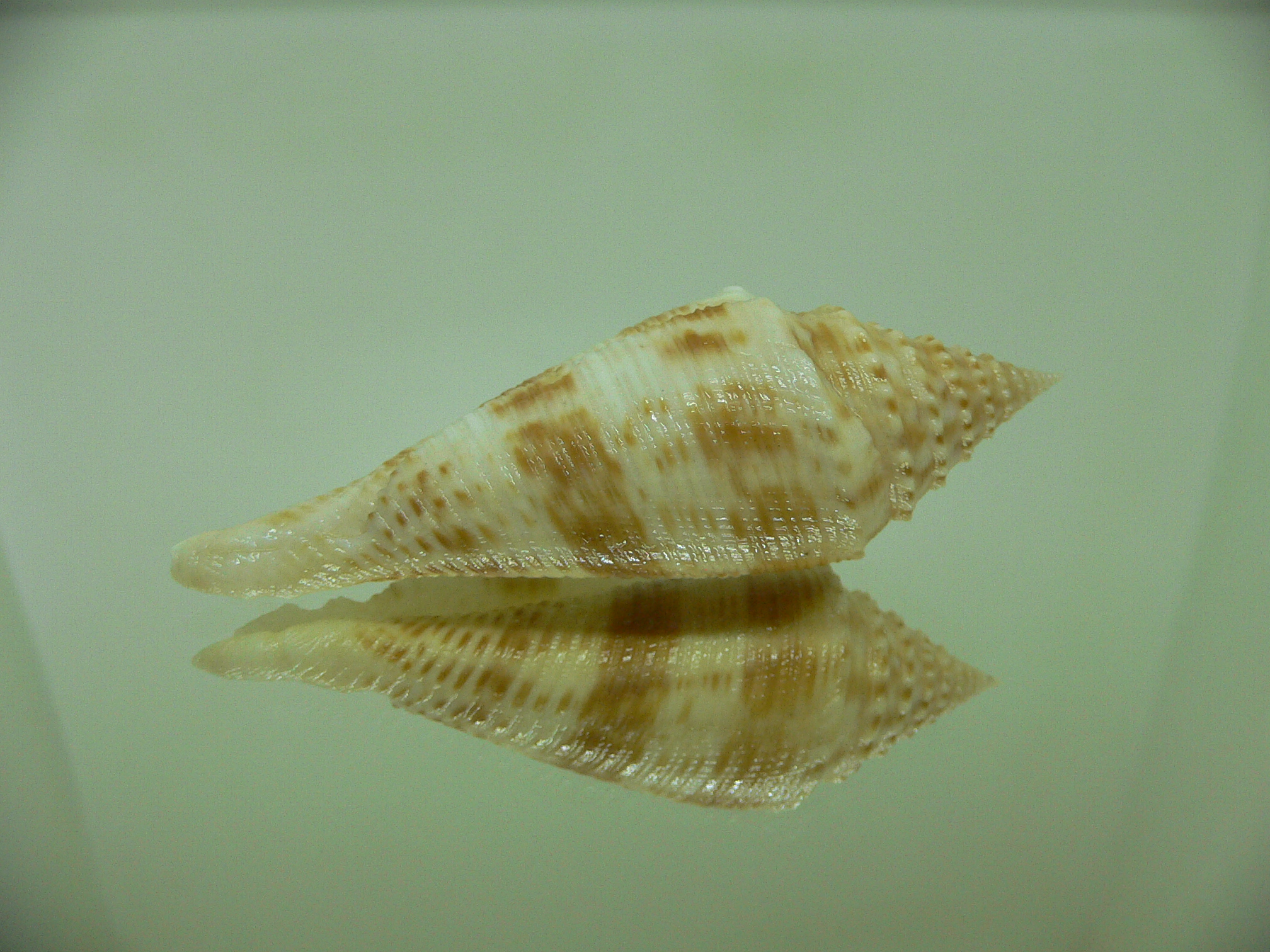 Conus orbignyi BIG