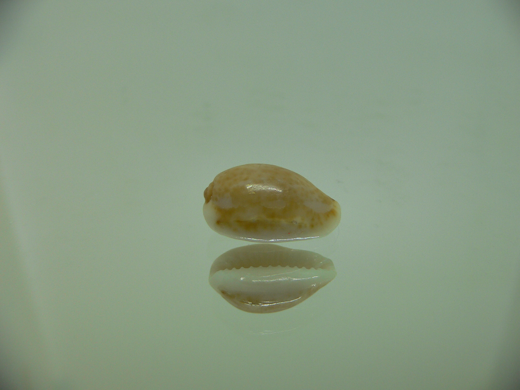 Cypraea irrorata