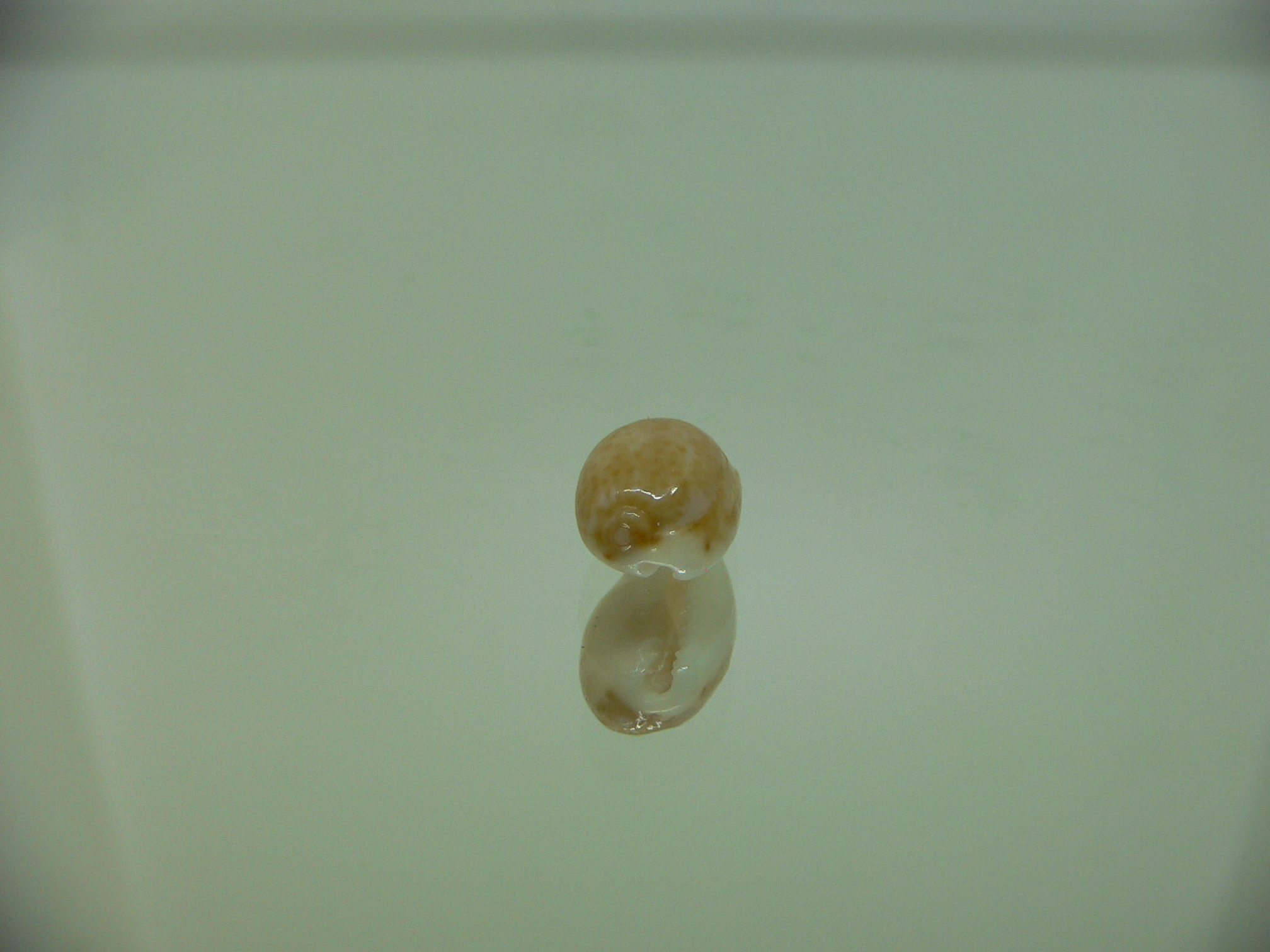 Cypraea irrorata