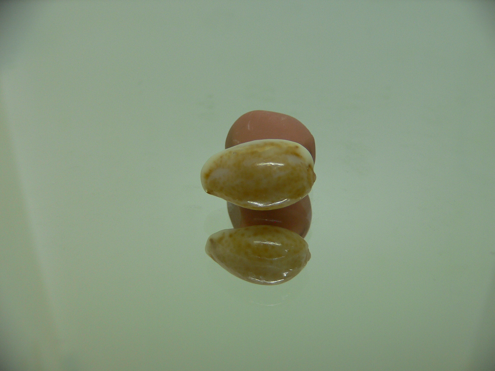 Cypraea irrorata