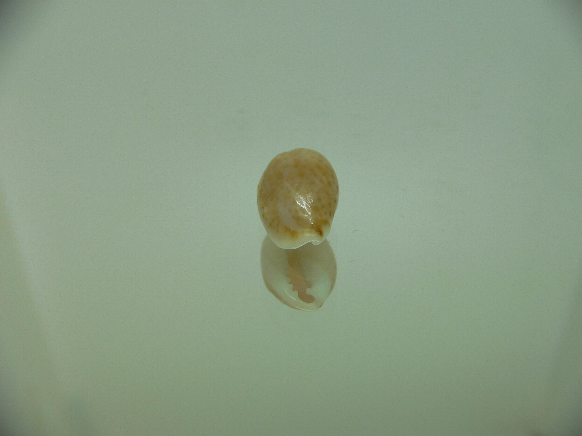 Cypraea irrorata