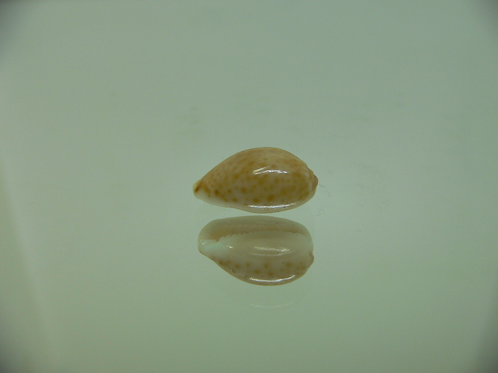 Cypraea irrorata
