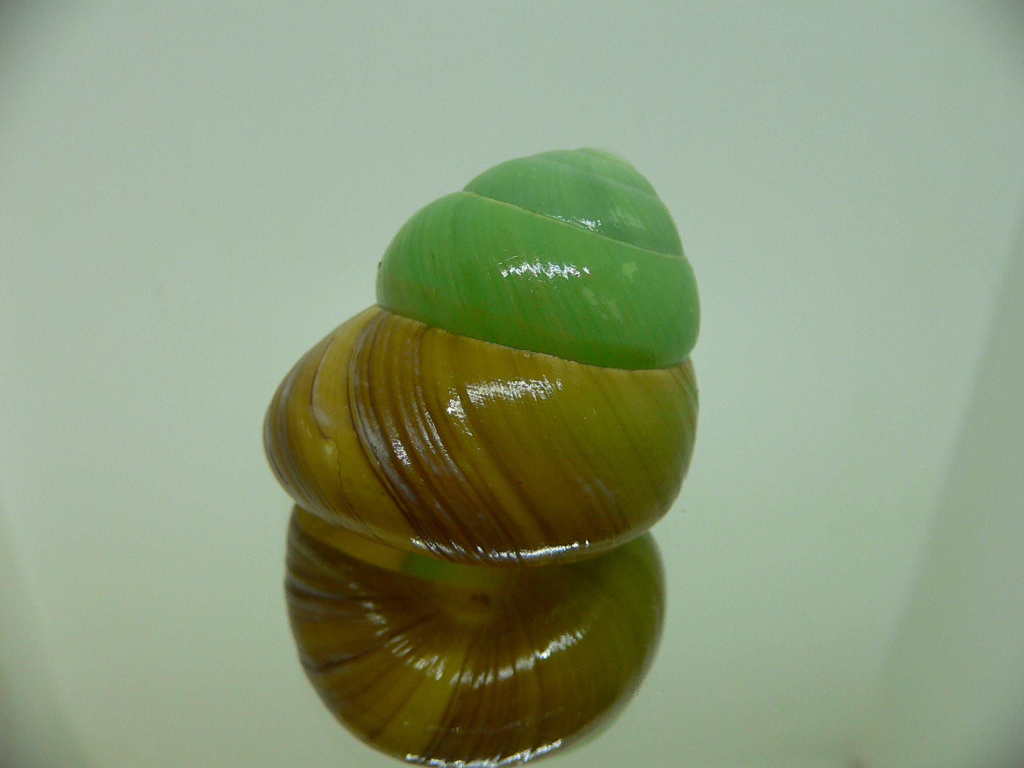 Asperitas bimaensis johnabbasi BIG & COLOR LIP