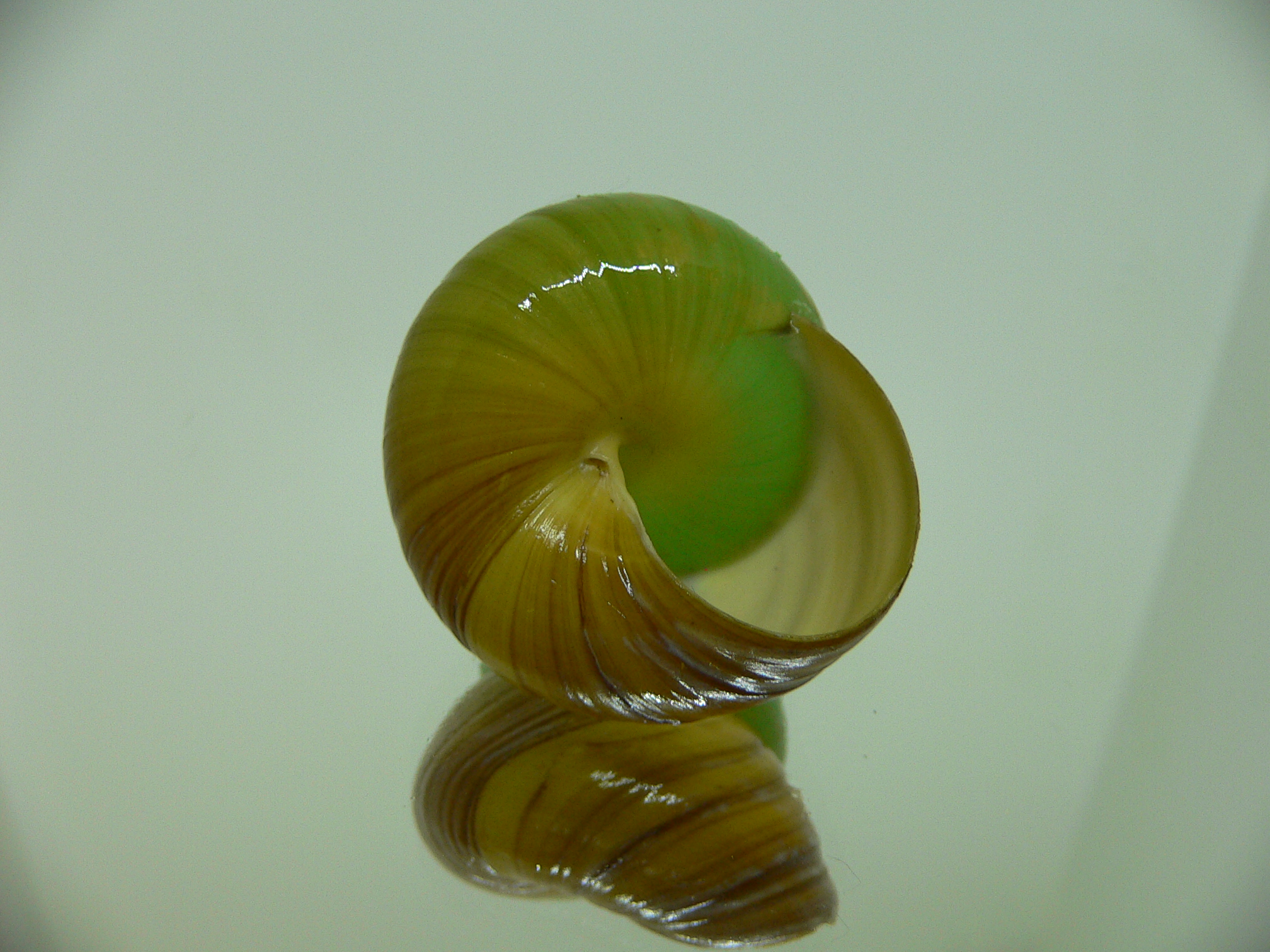 Asperitas bimaensis johnabbasi BIG & COLOR LIP