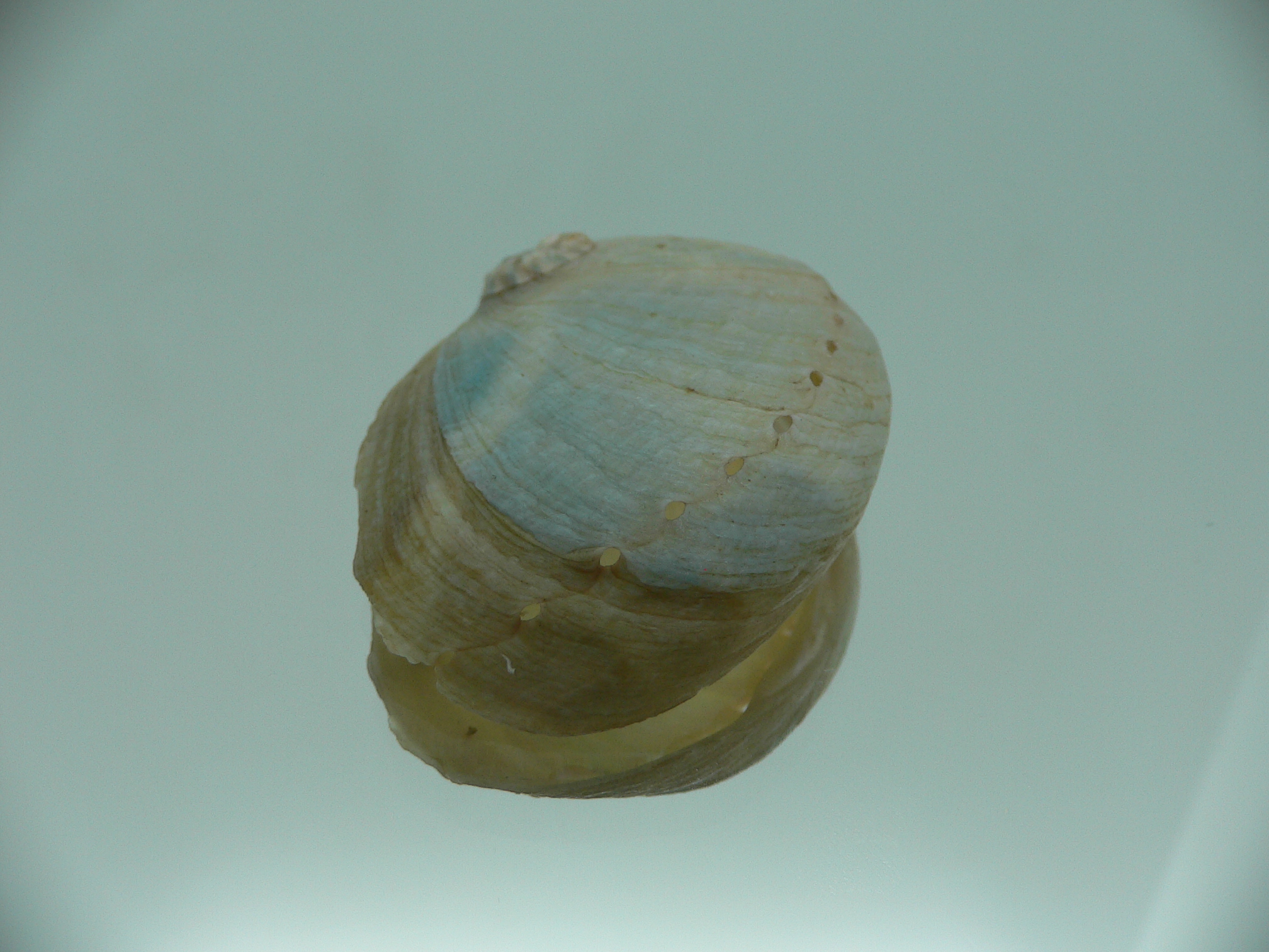 Haliotis laevigata ENDEMIC & ELONGATE