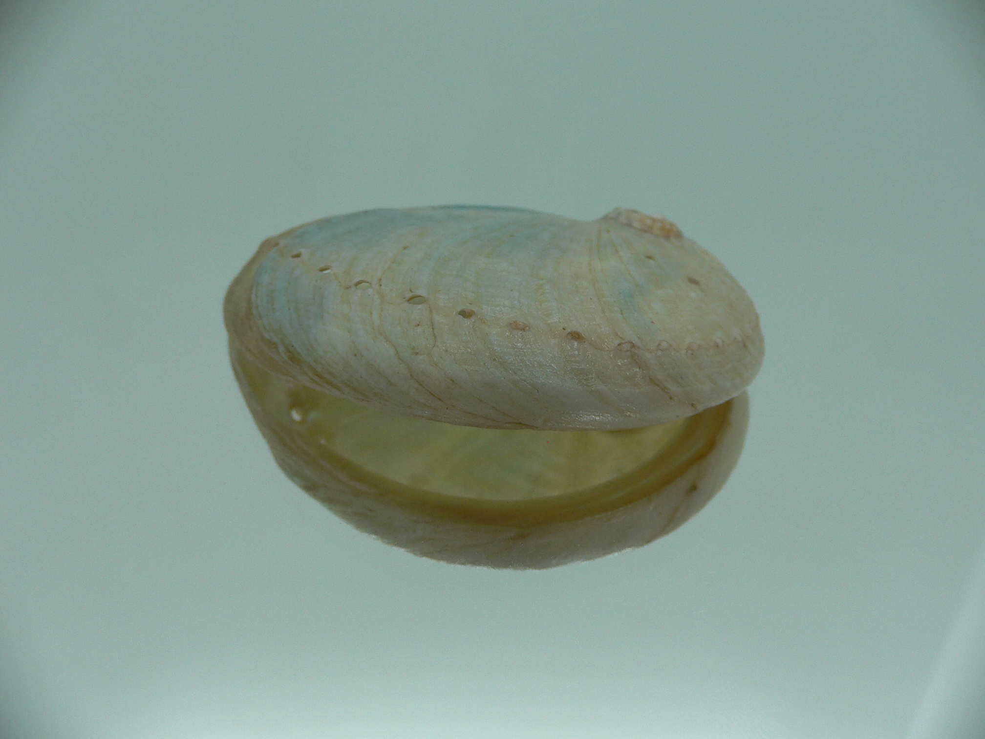Haliotis laevigata ENDEMIC & ELONGATE