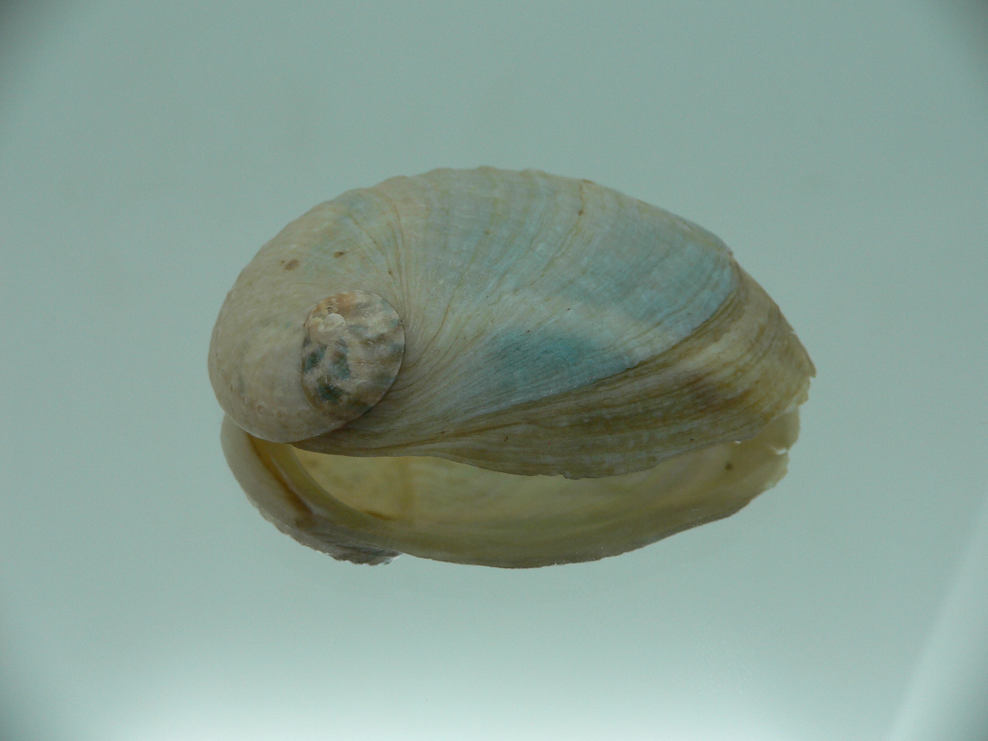 Haliotis laevigata ENDEMIC & ELONGATE