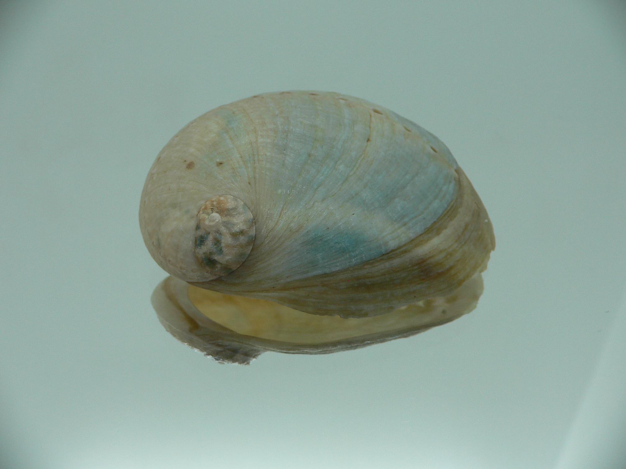 Haliotis laevigata ENDEMIC & ELONGATE