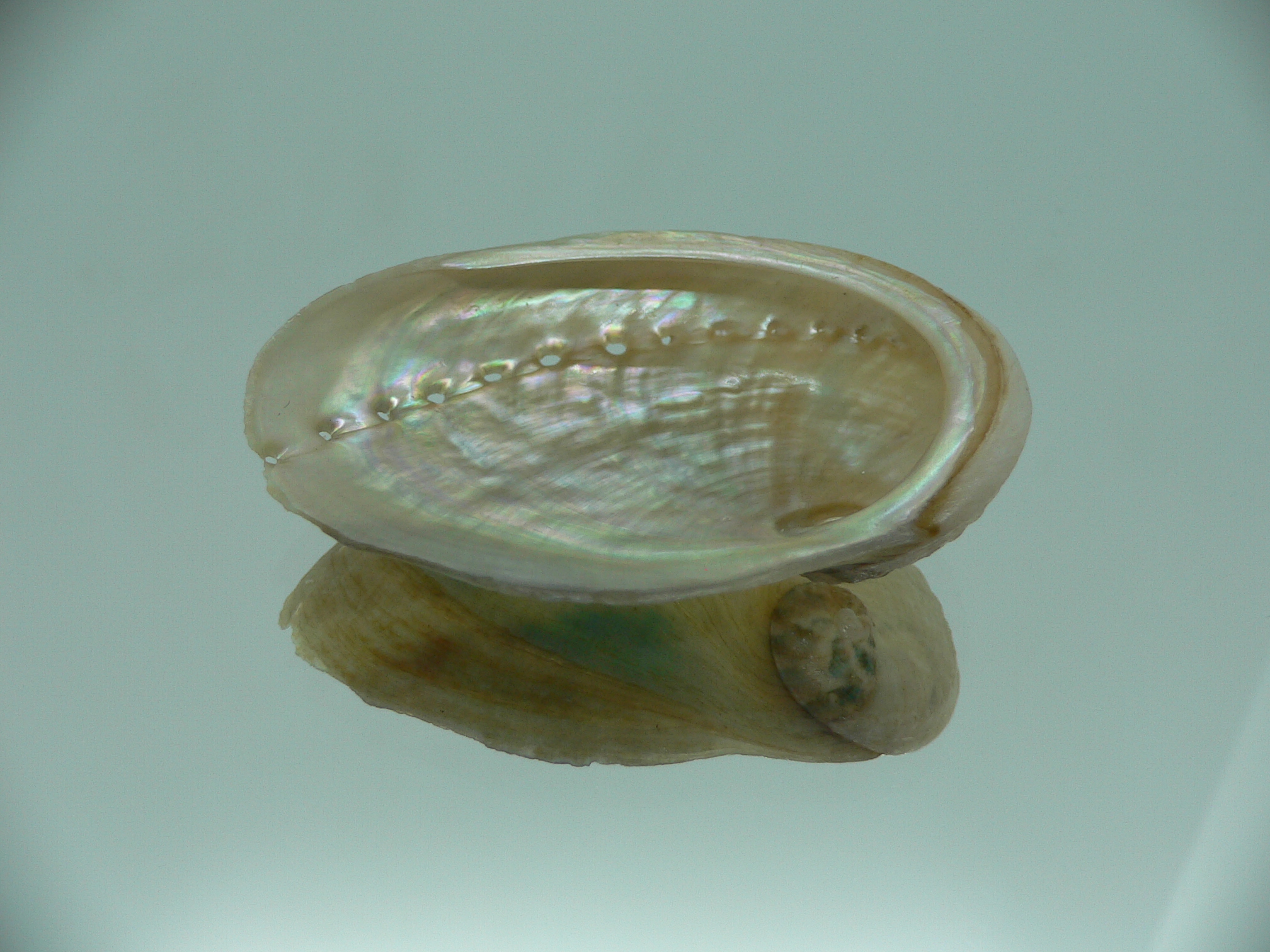 Haliotis laevigata ENDEMIC & ELONGATE