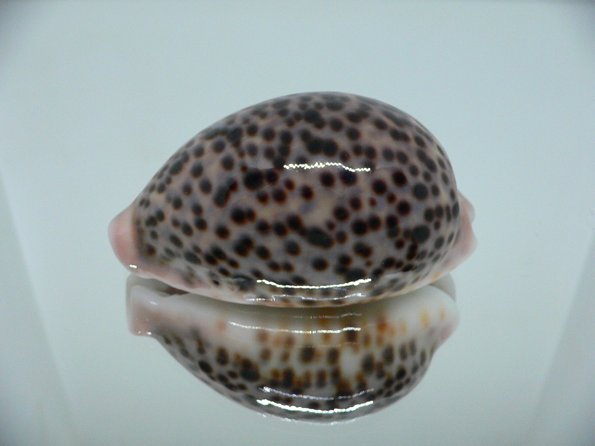 Cypraea pantherina RESPECT