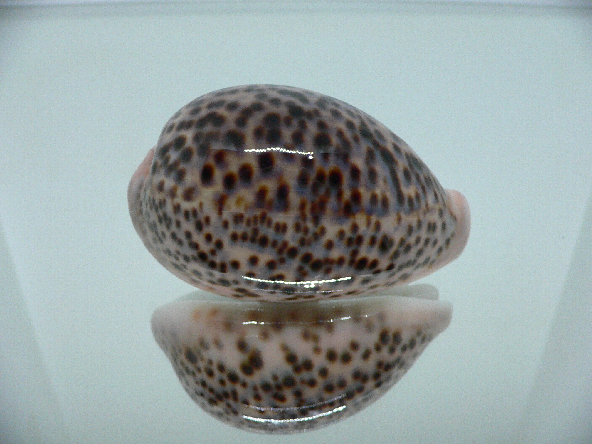 Cypraea pantherina RESPECT