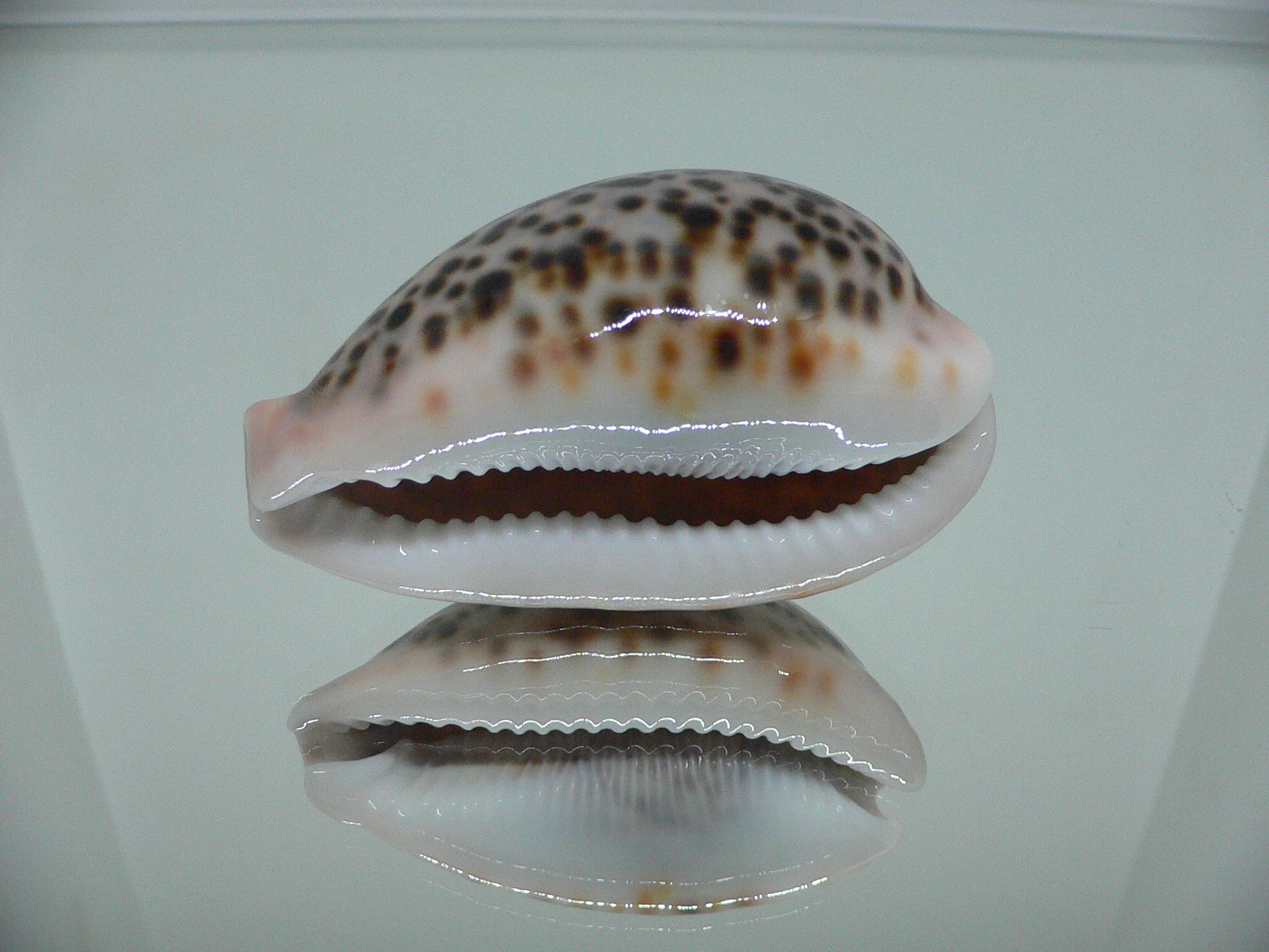 Cypraea pantherina RESPECT