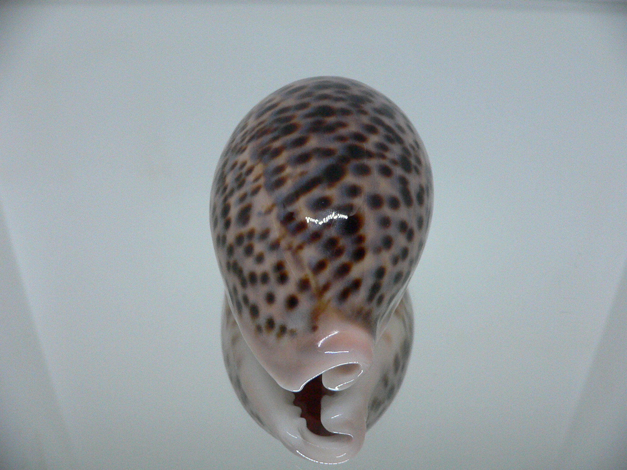 Cypraea pantherina RESPECT