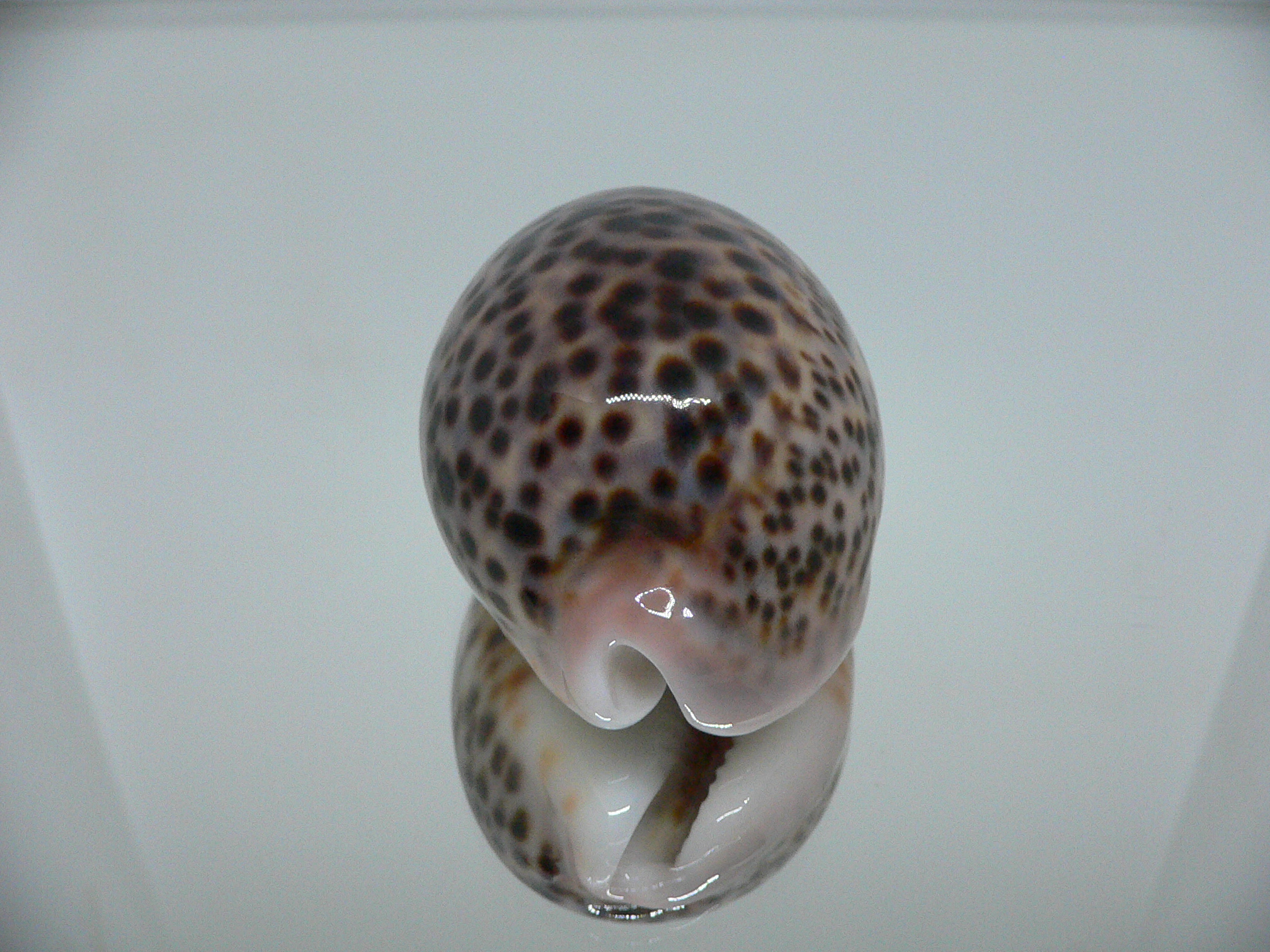 Cypraea pantherina RESPECT