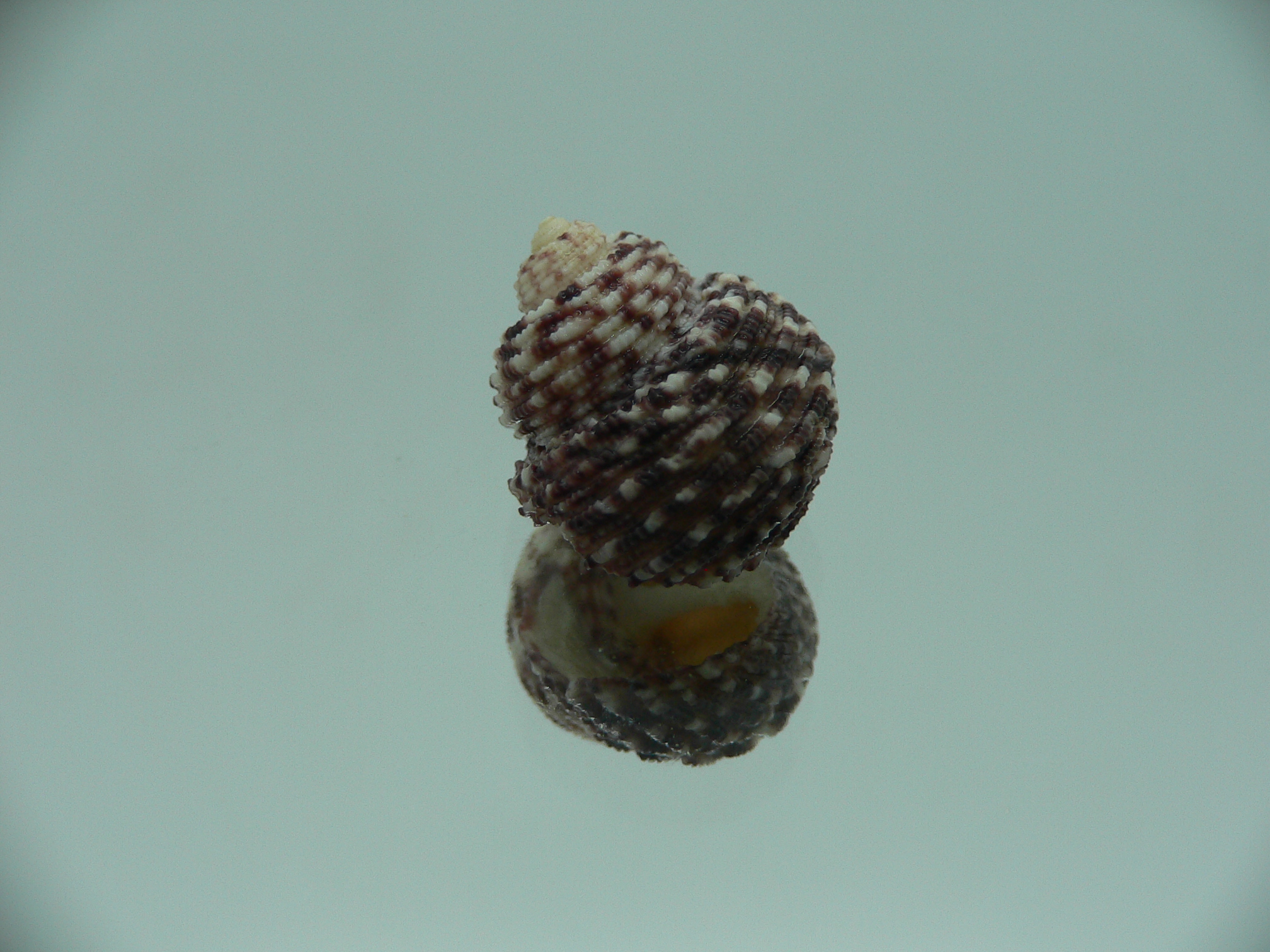 Monodonta nebulosa BRIGHT & COLORFUL