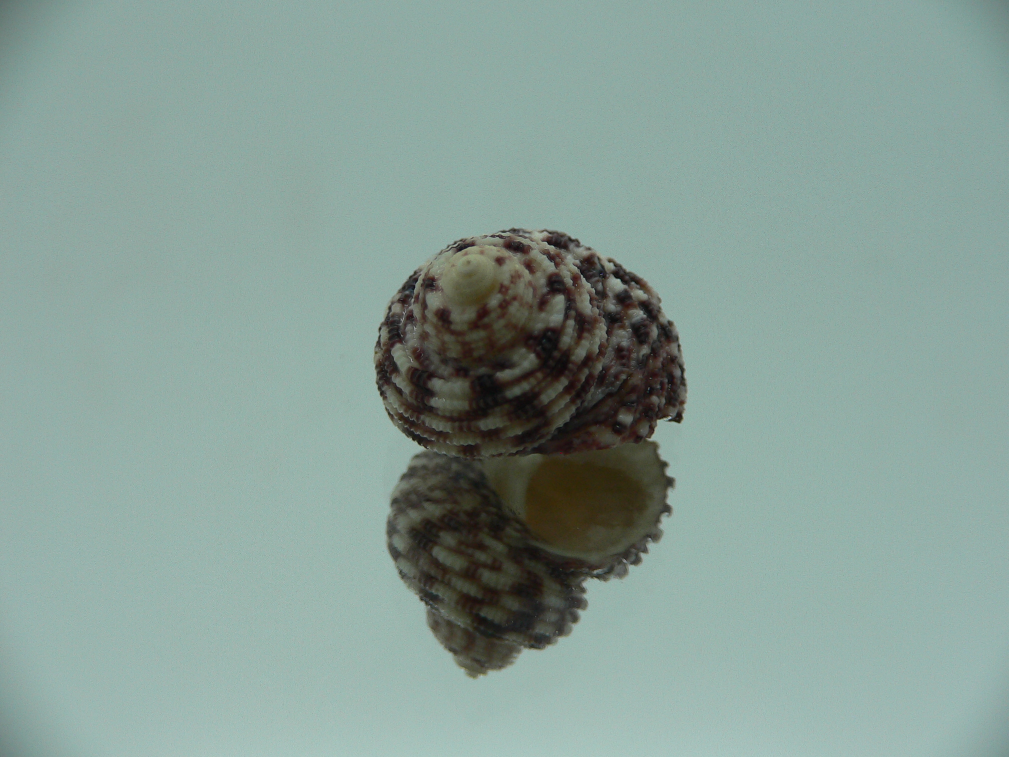 Monodonta nebulosa BRIGHT & COLORFUL