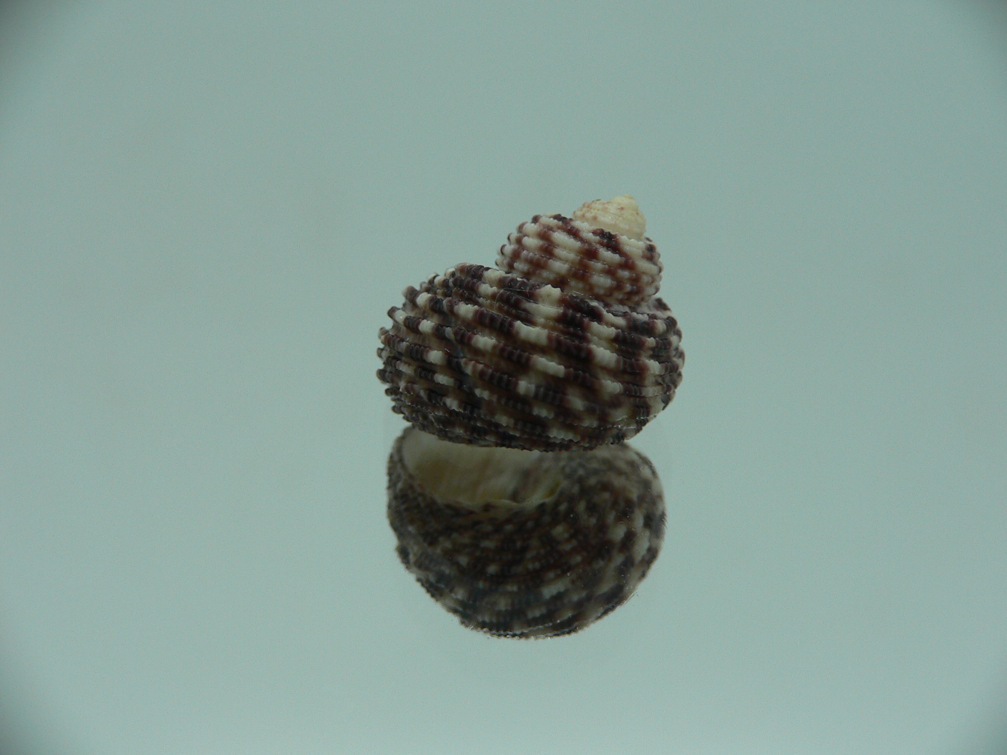 Monodonta nebulosa BRIGHT & COLORFUL