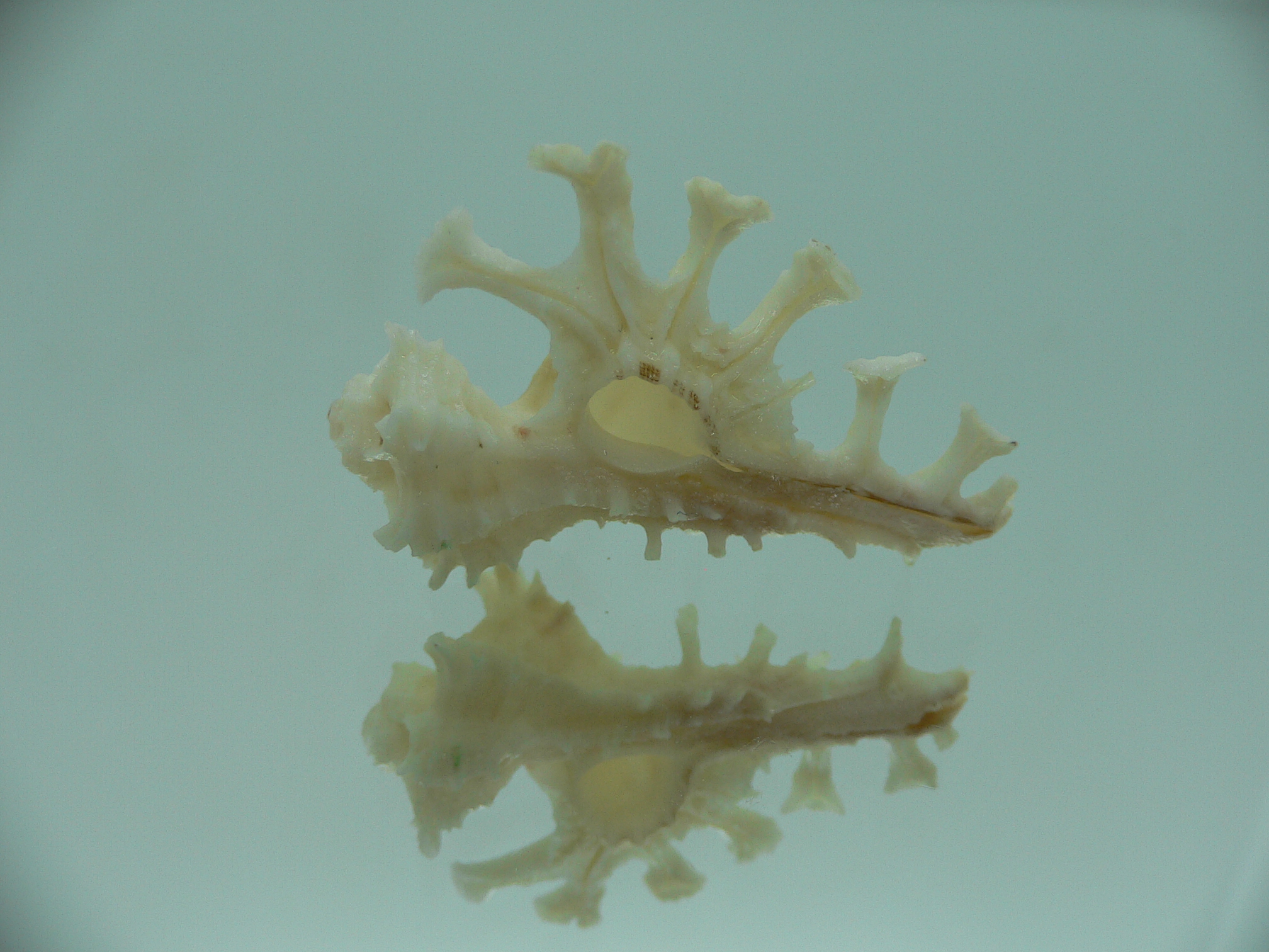 Homalocantha ninae WHITE