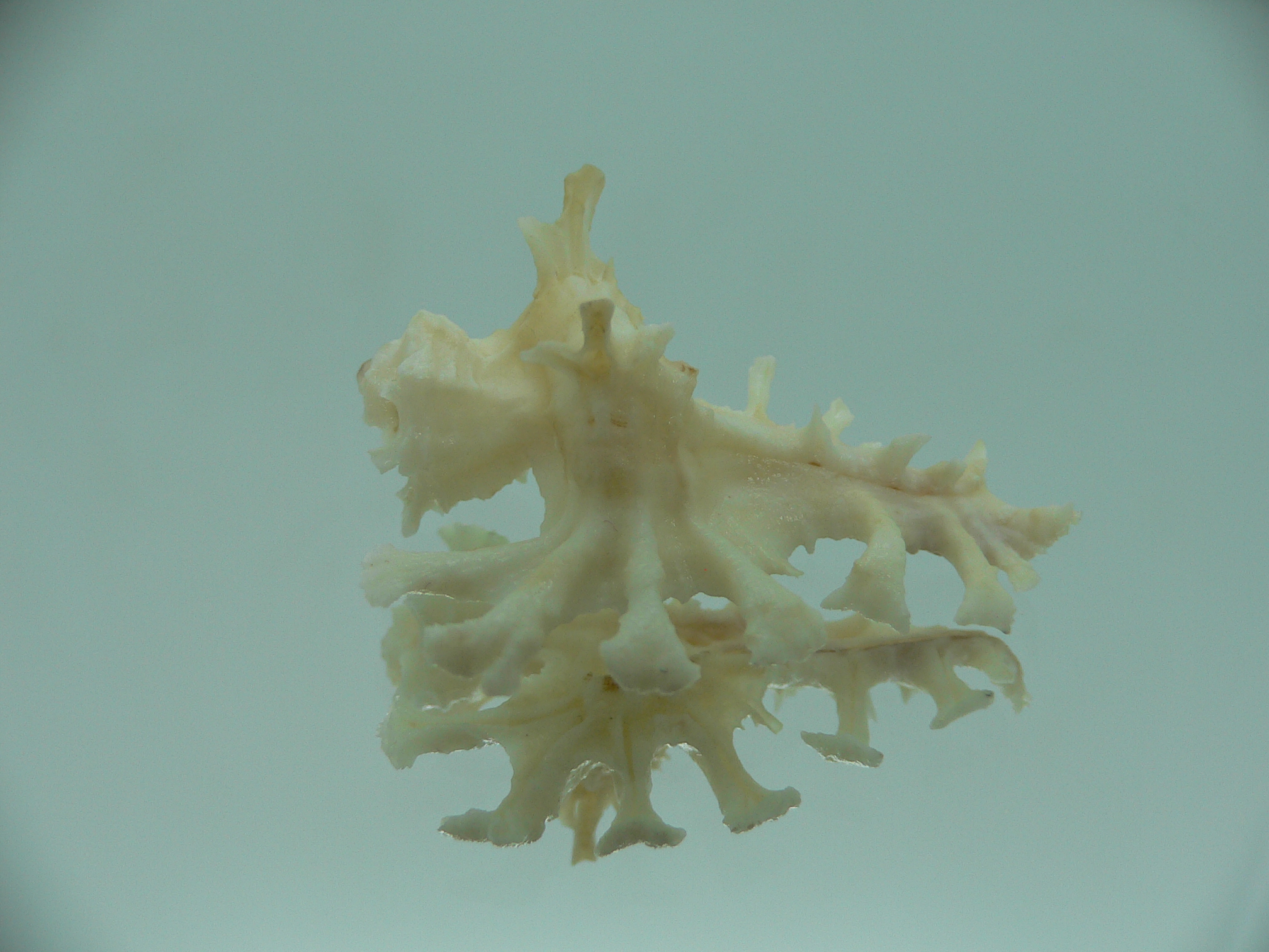 Homalocantha ninae WHITE