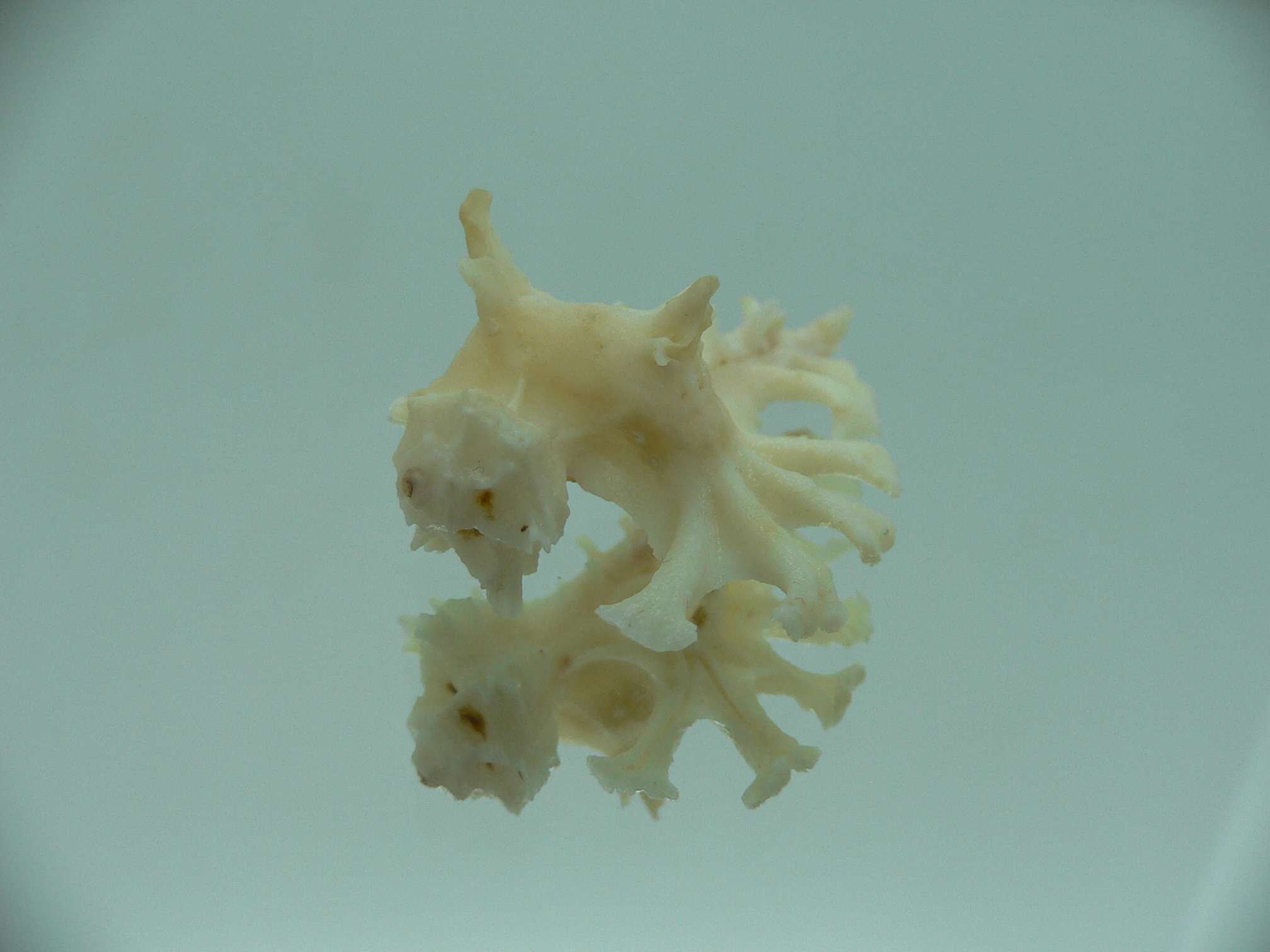 Homalocantha ninae WHITE