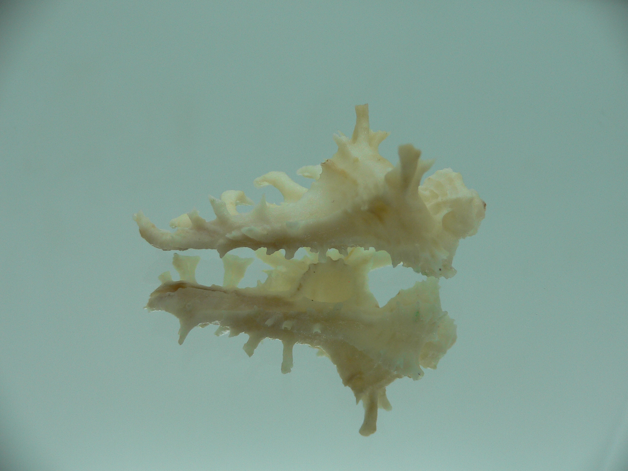 Homalocantha ninae WHITE