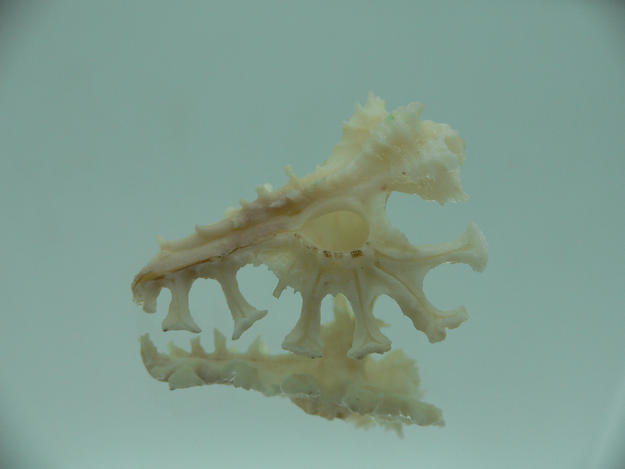 Homalocantha ninae WHITE