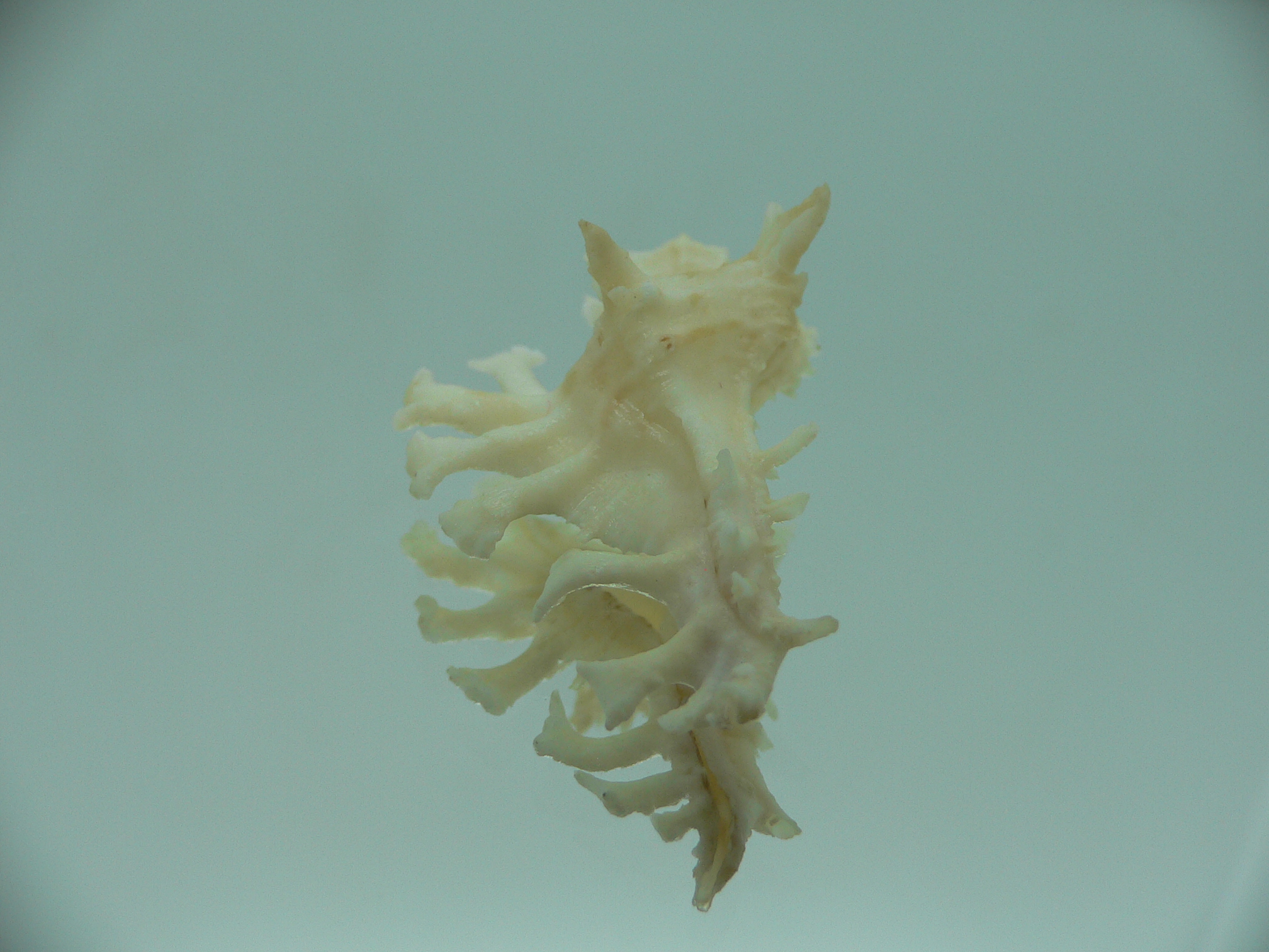 Homalocantha ninae WHITE