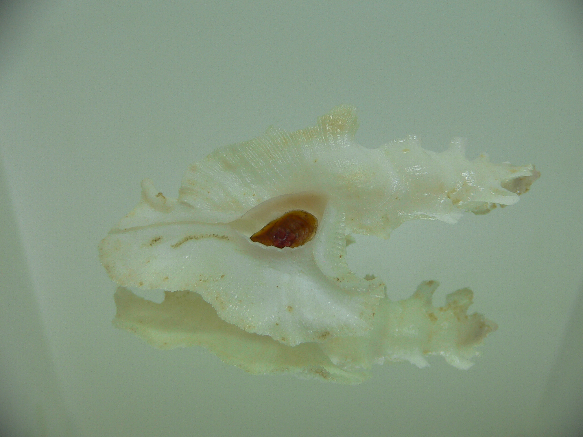 Pterynotus elongatus GOOG SIZE