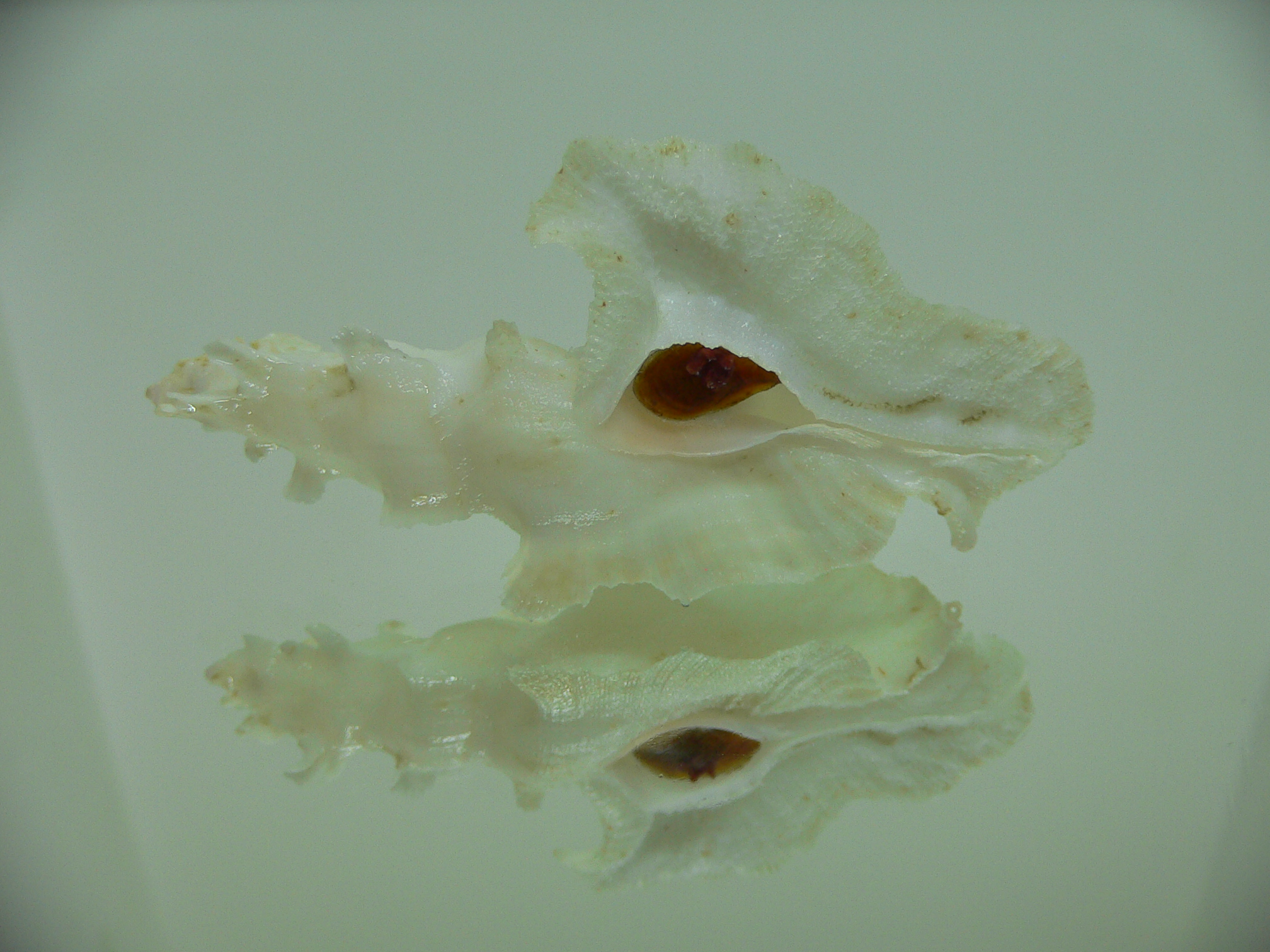 Pterynotus elongatus GOOG SIZE