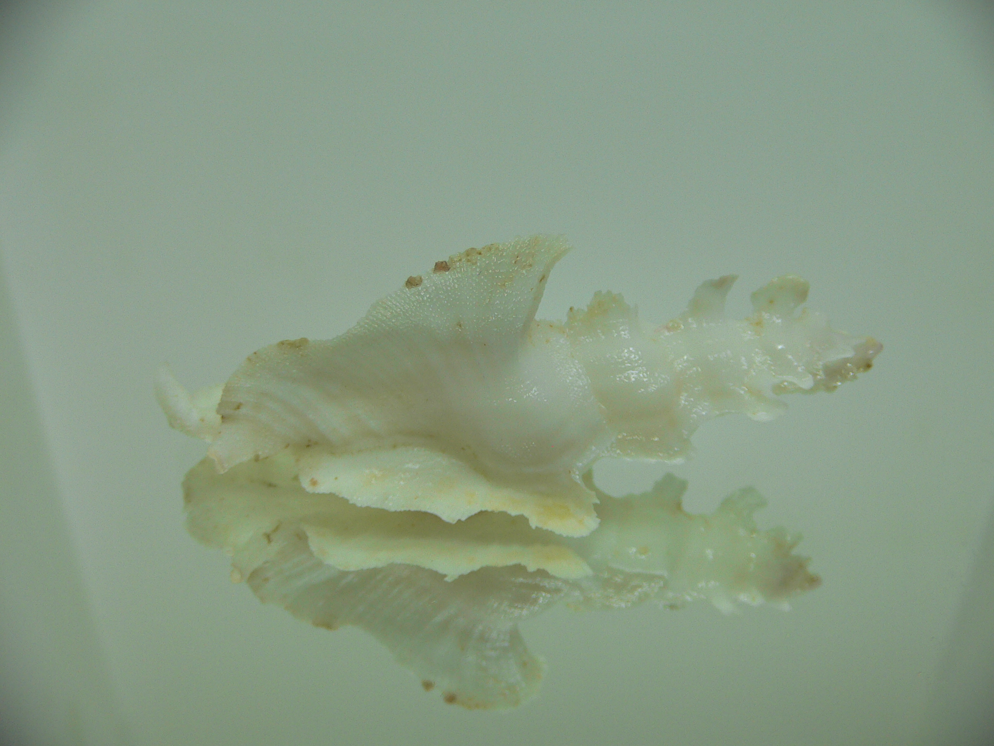 Pterynotus elongatus GOOG SIZE
