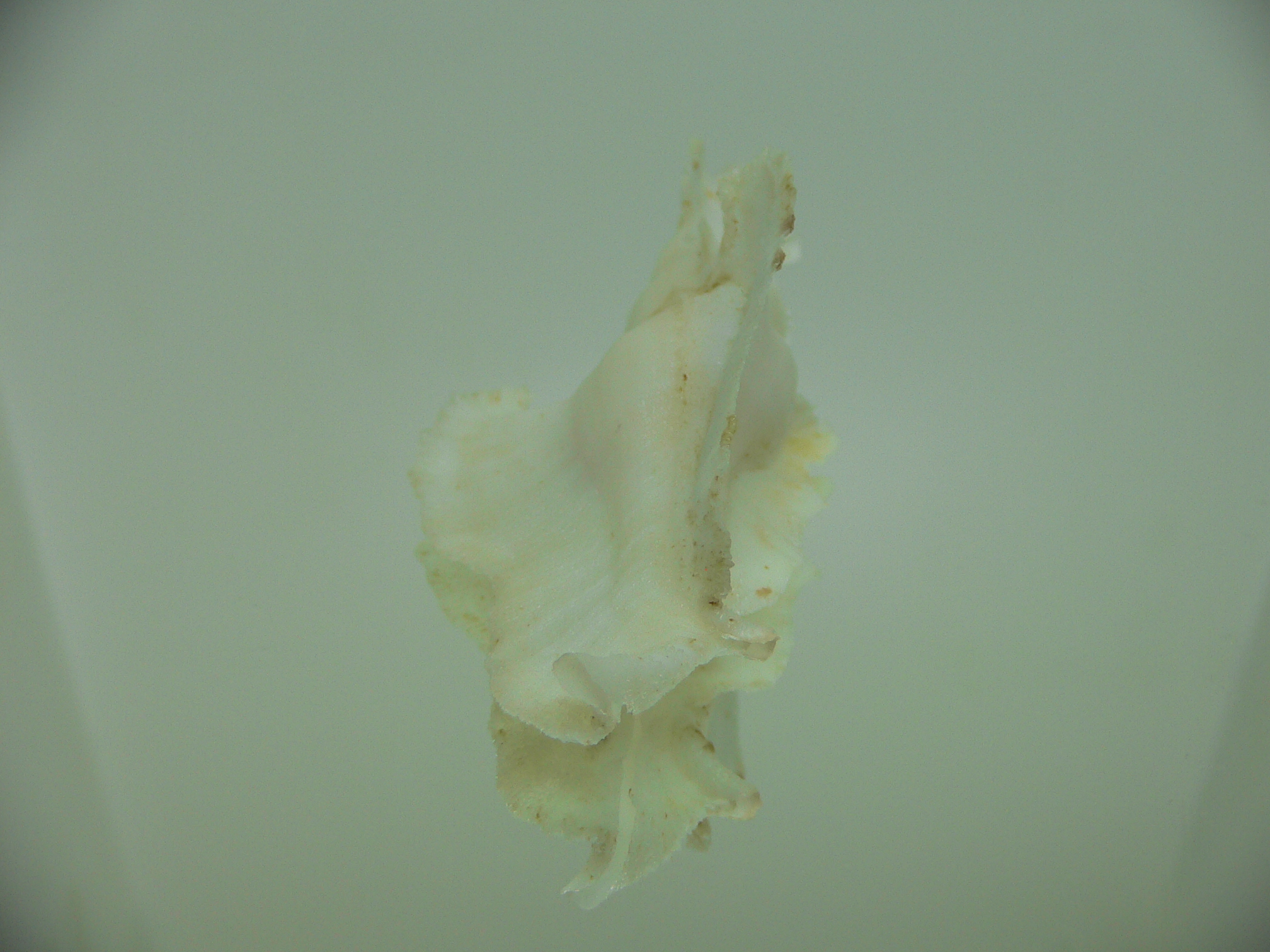 Pterynotus elongatus GOOG SIZE
