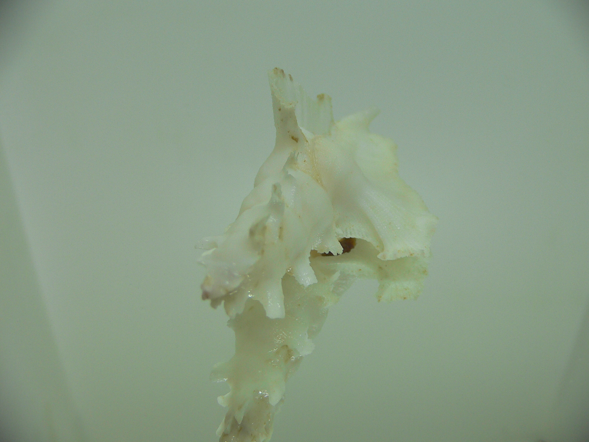 Pterynotus elongatus GOOG SIZE