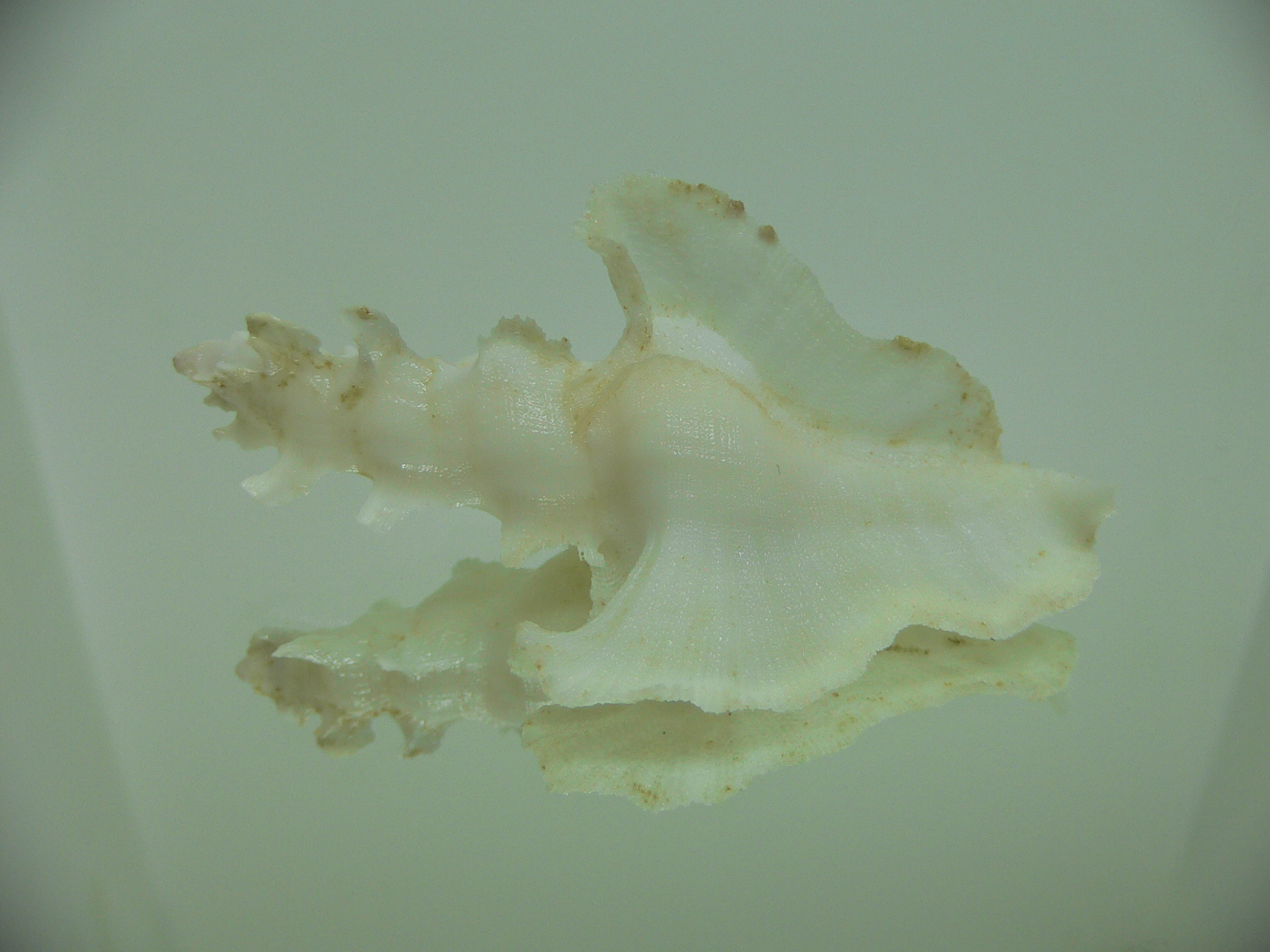 Pterynotus elongatus GOOG SIZE