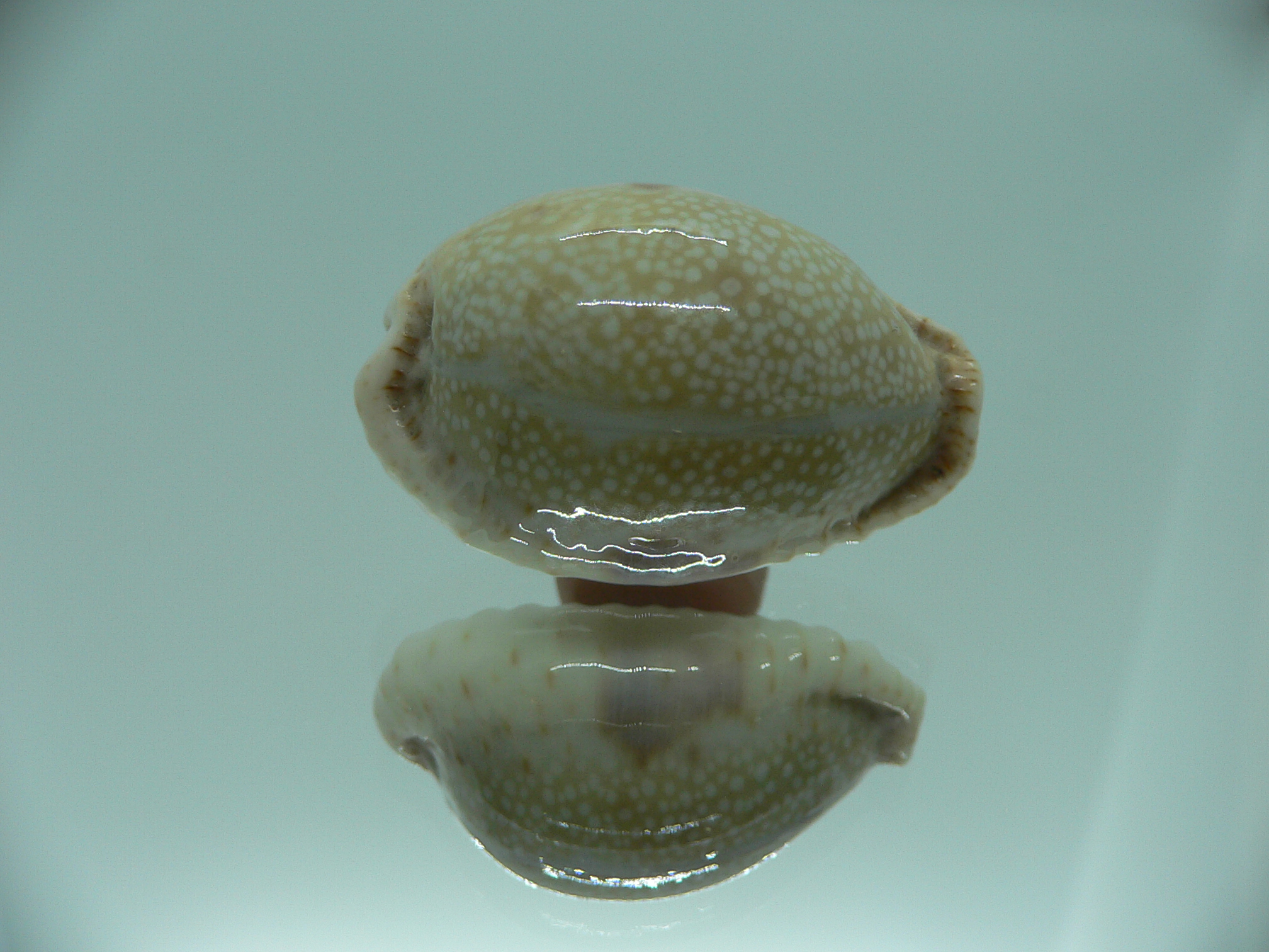 Cypraea erosa SP.