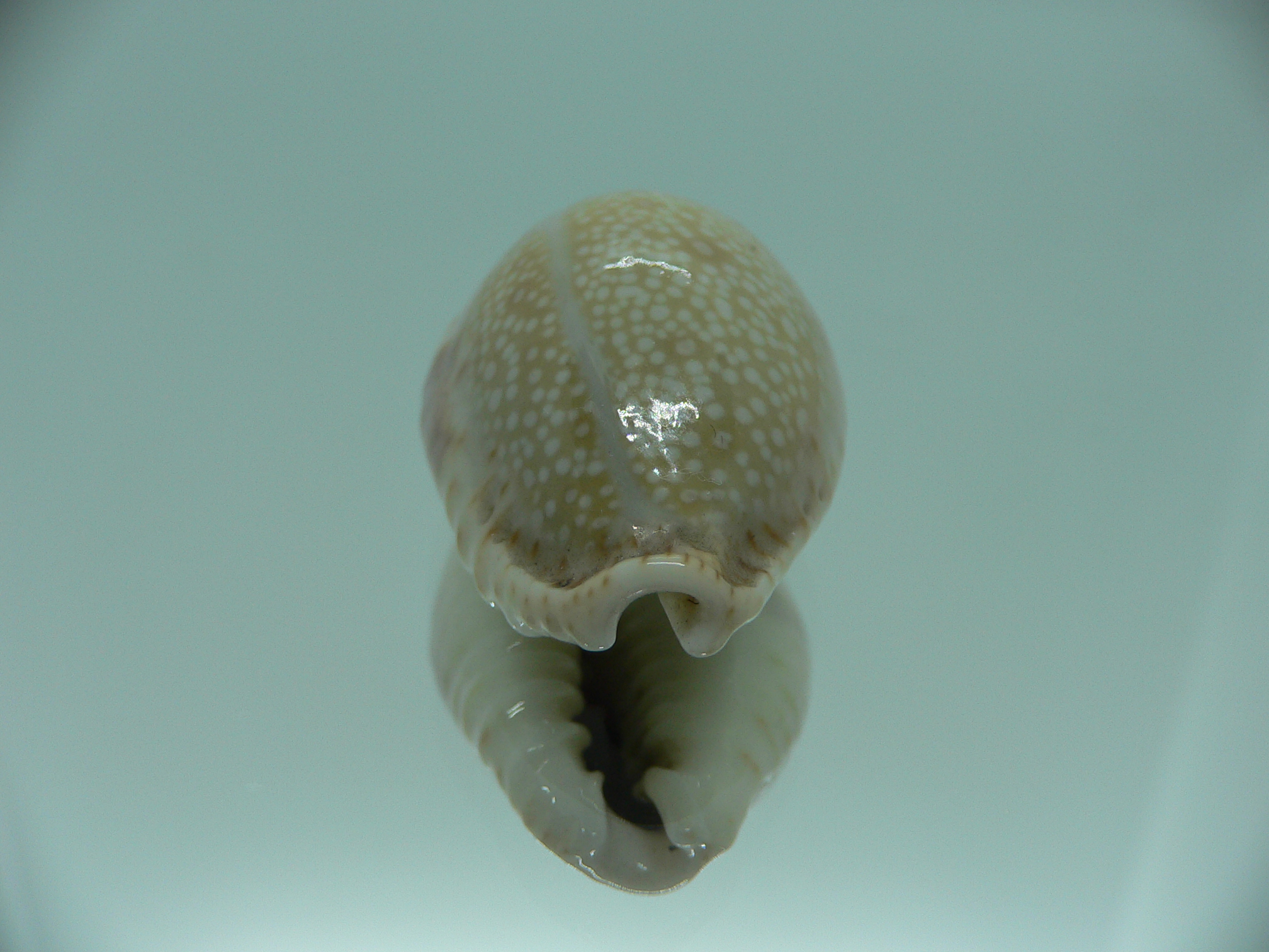 Cypraea erosa SP.
