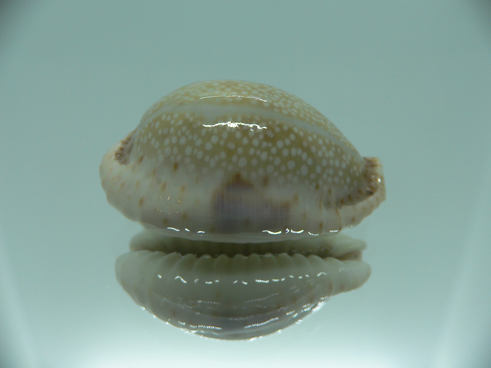 Cypraea erosa SP.