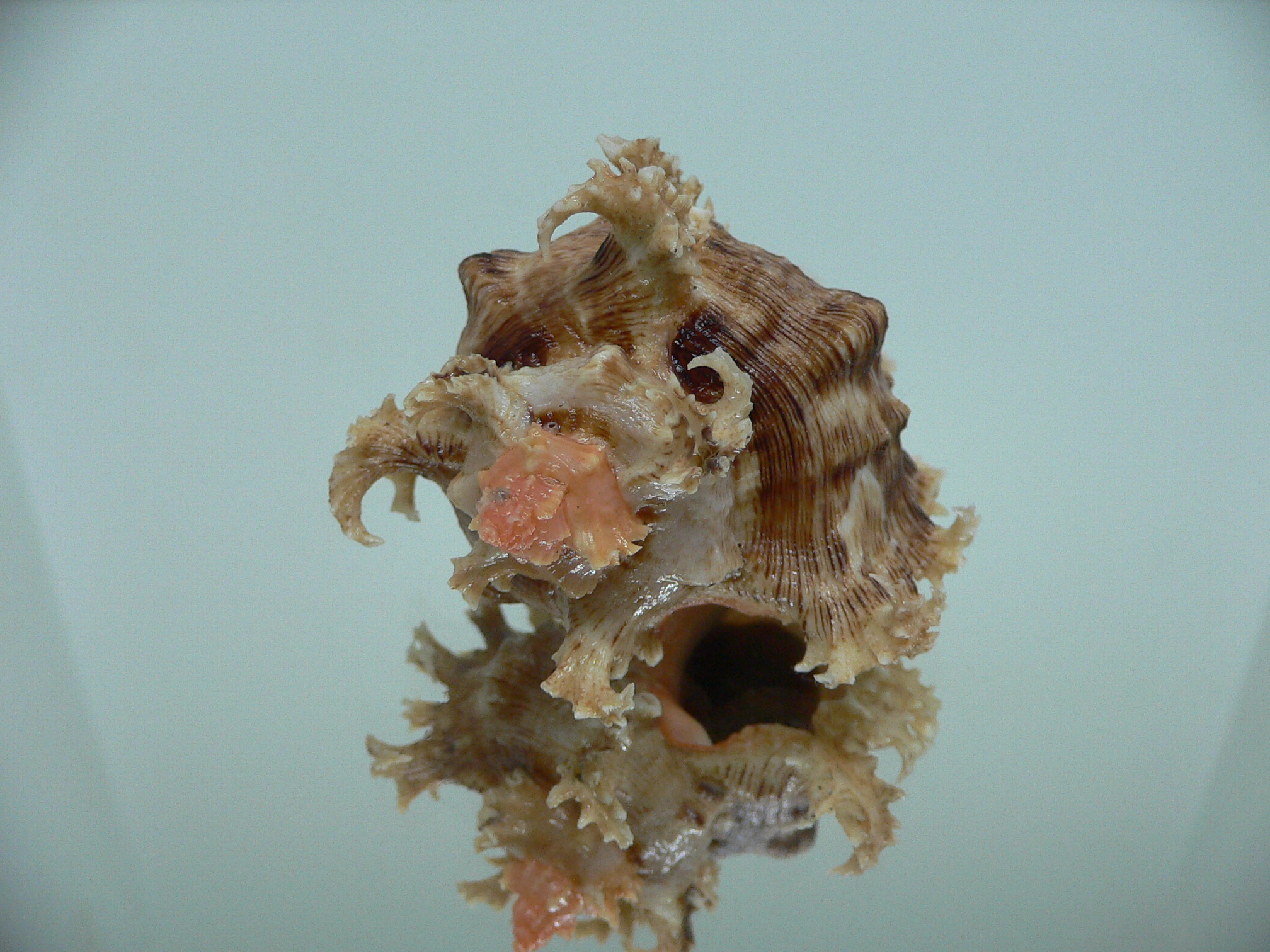 Chicoreus ramosus CURLY
