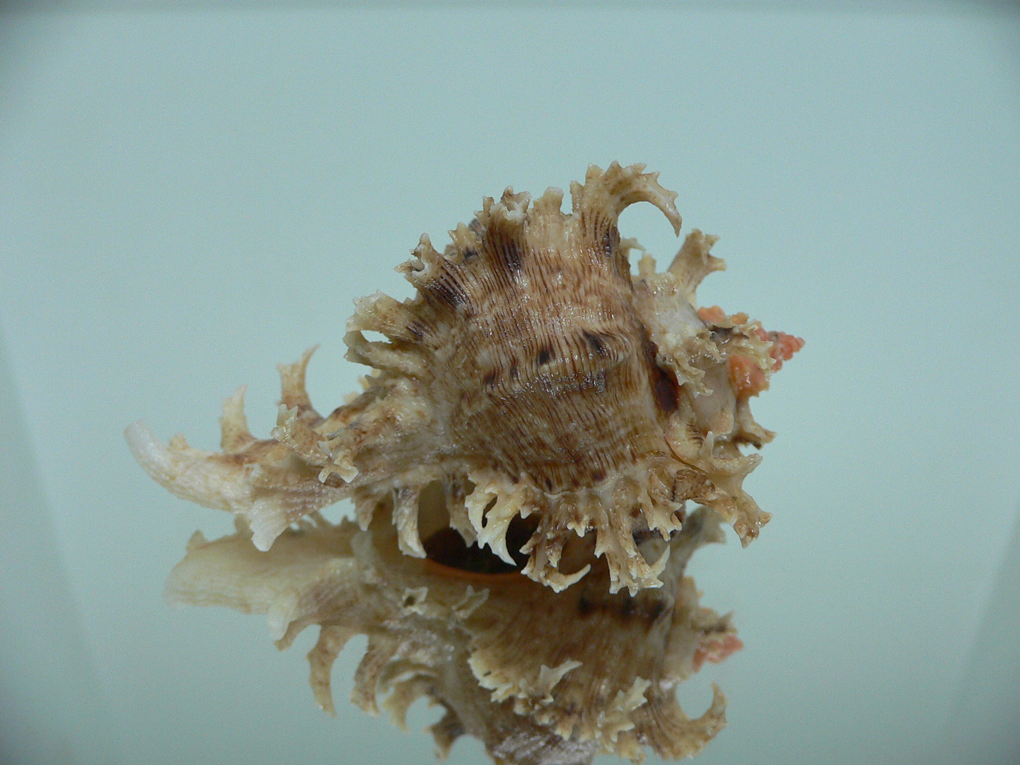 Chicoreus ramosus CURLY