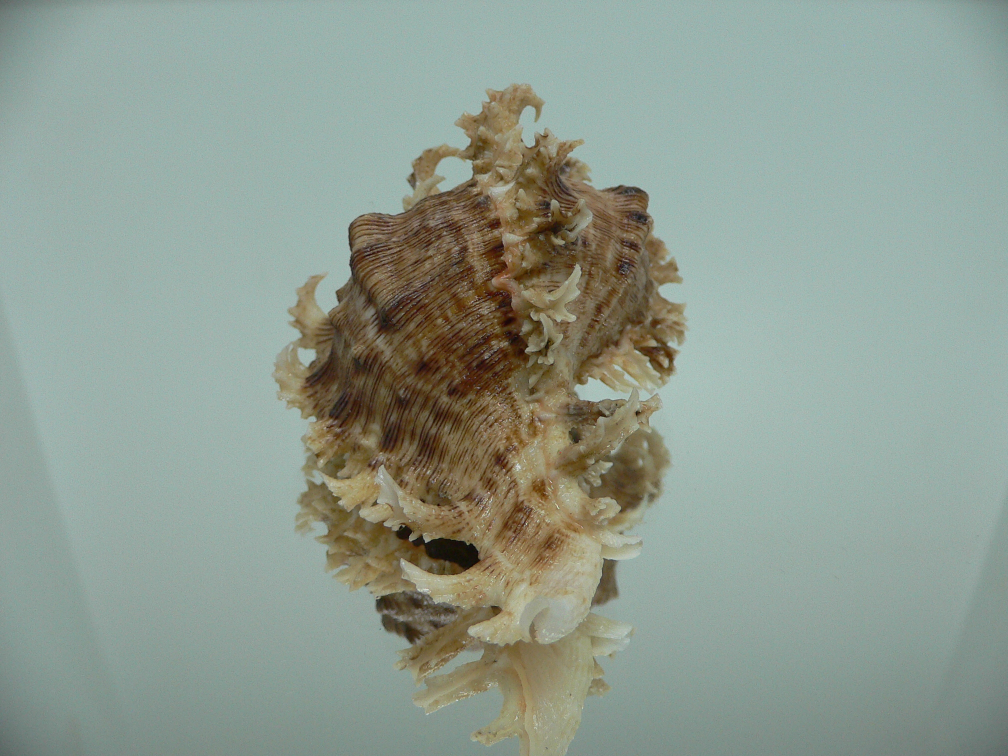 Chicoreus ramosus CURLY