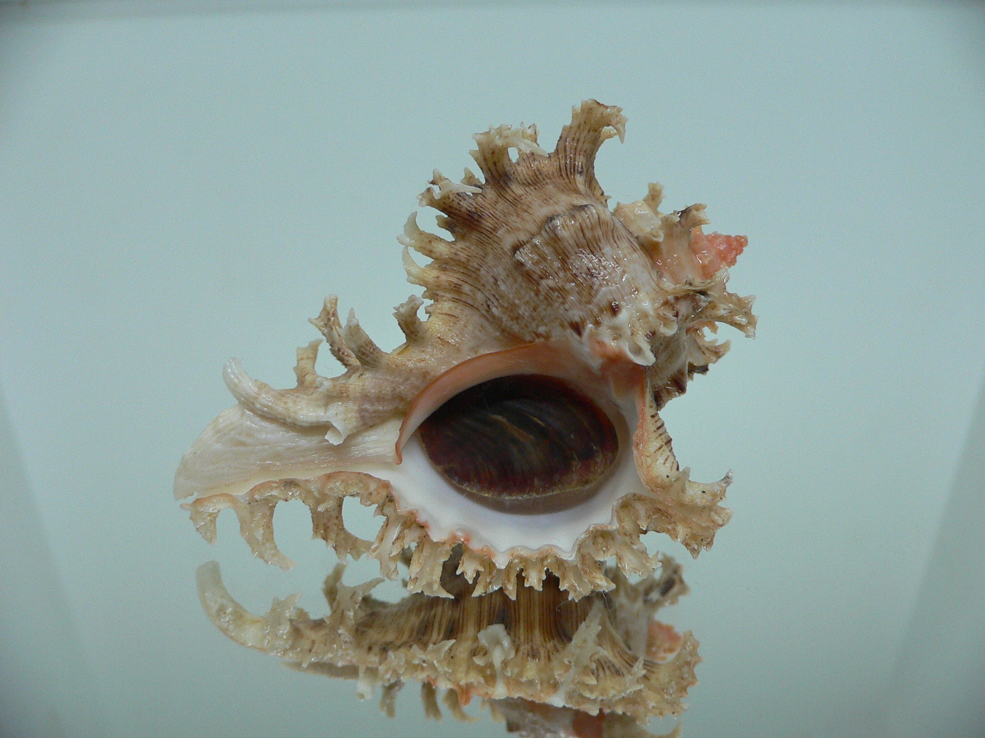 Chicoreus ramosus CURLY