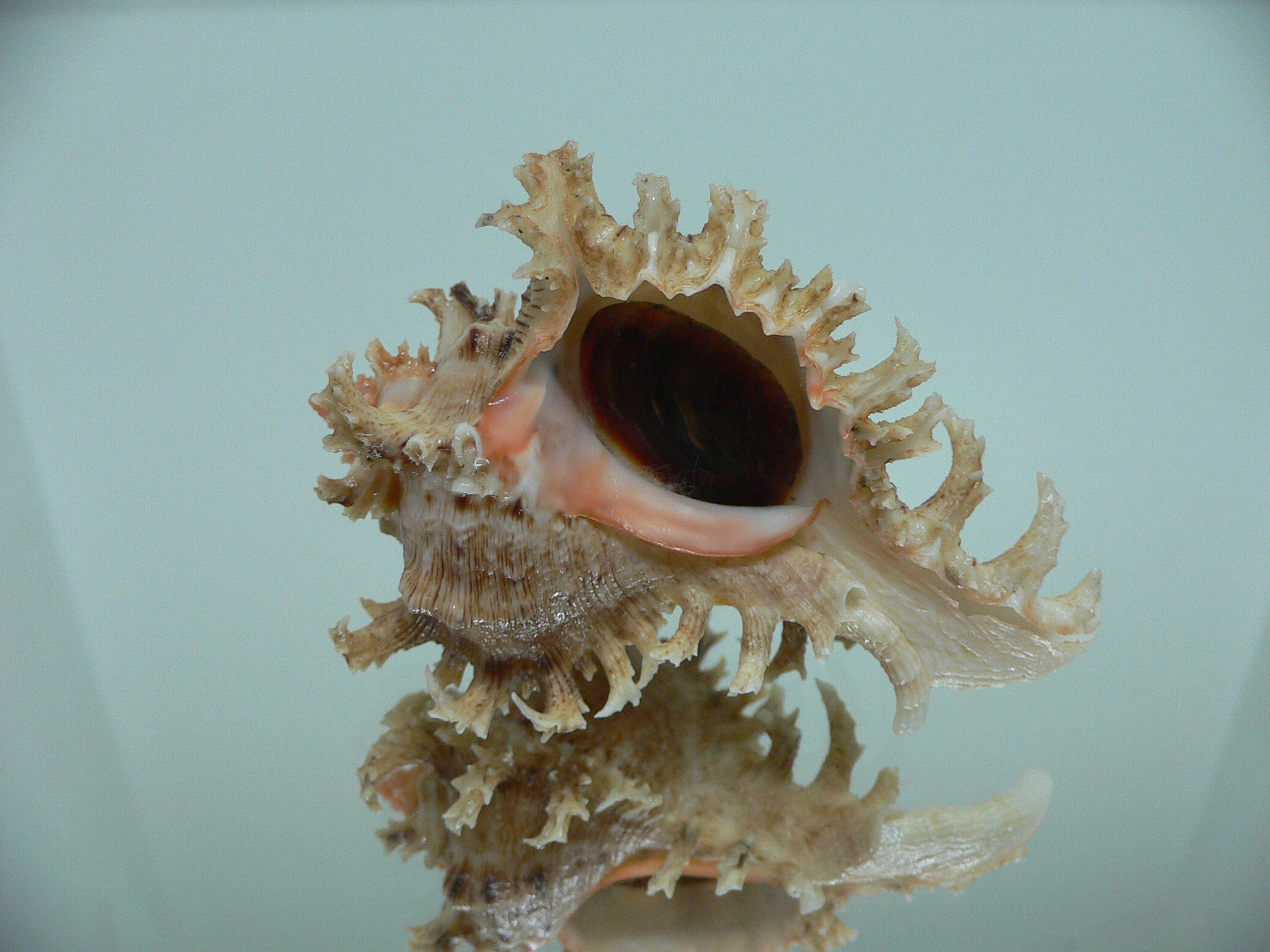 Chicoreus ramosus CURLY