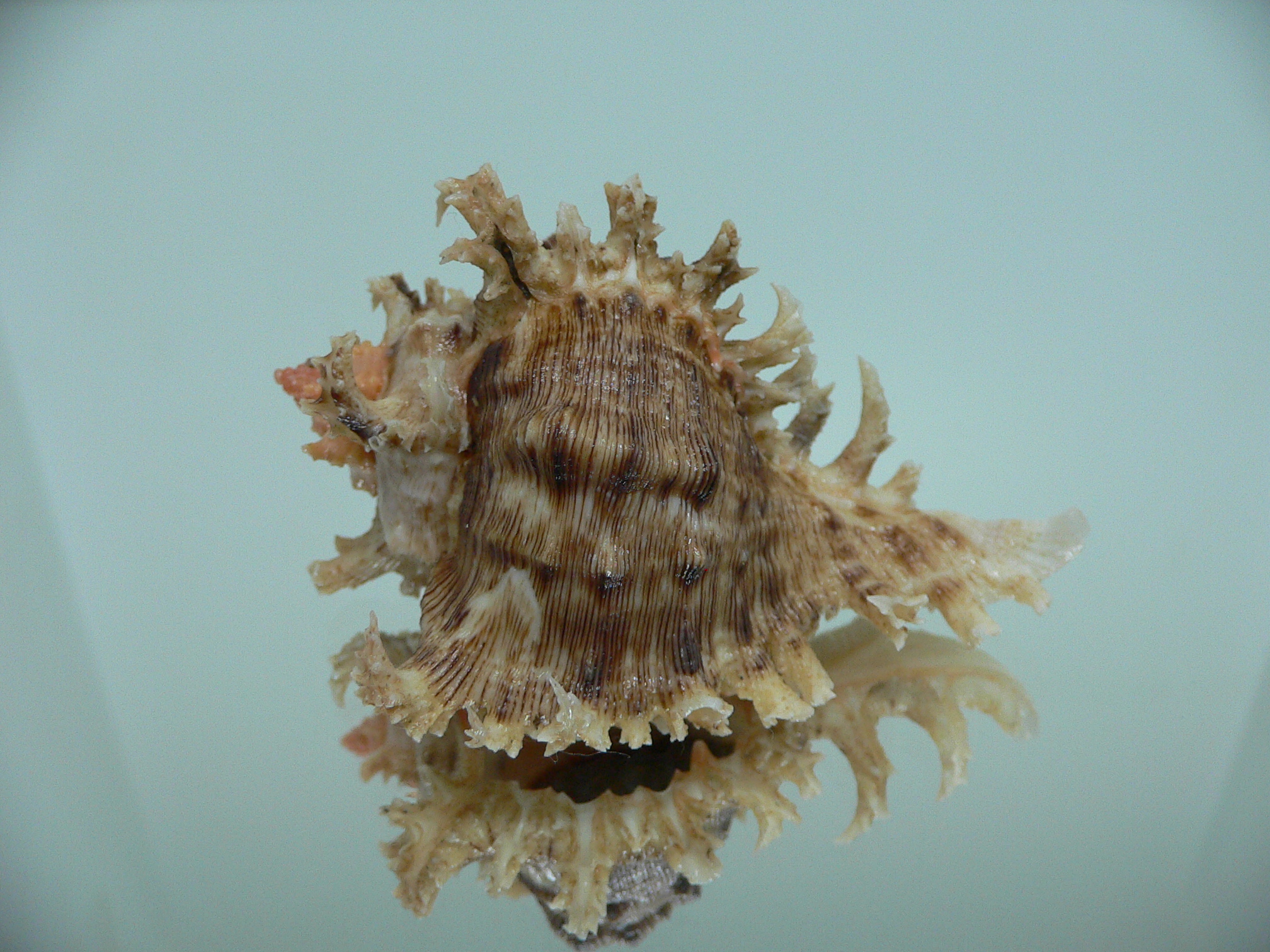 Chicoreus ramosus CURLY