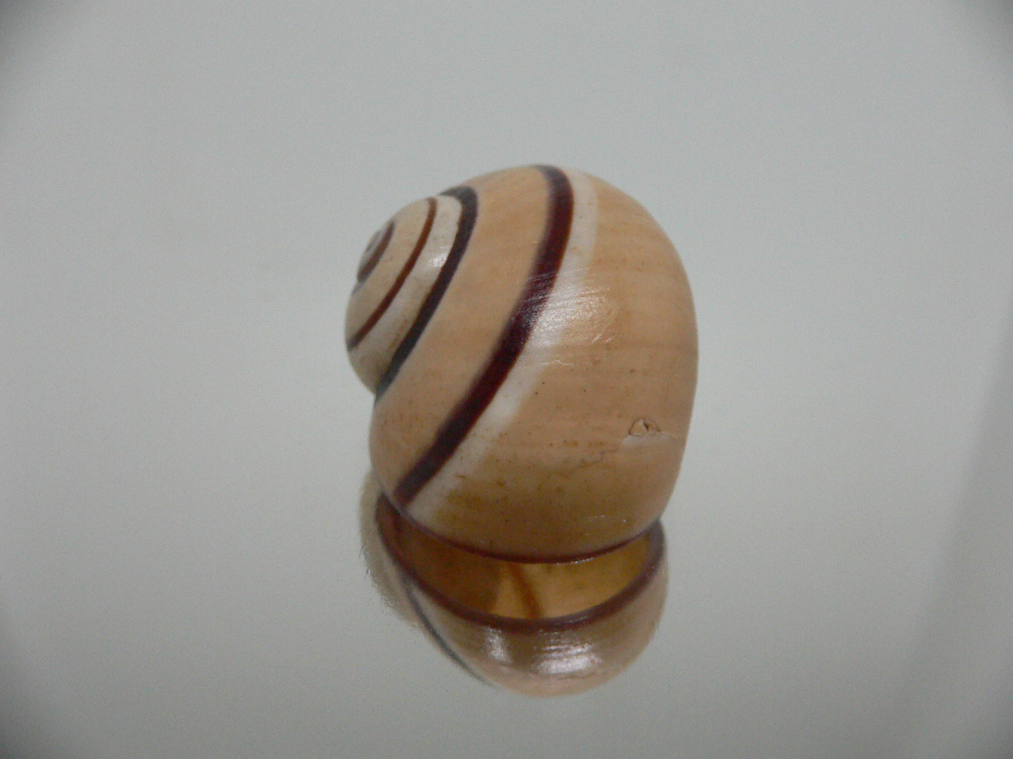 Polymita picta cf. picta BIG